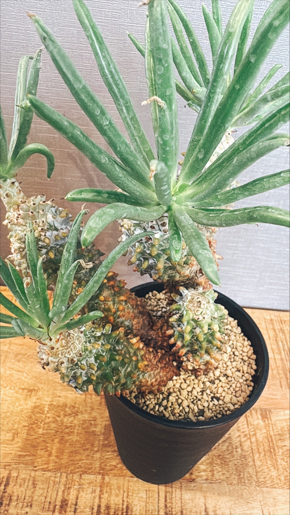 【東京都23区内の方のみ購入可】【送料無料】 チレコドン・ワリチー 5号鉢