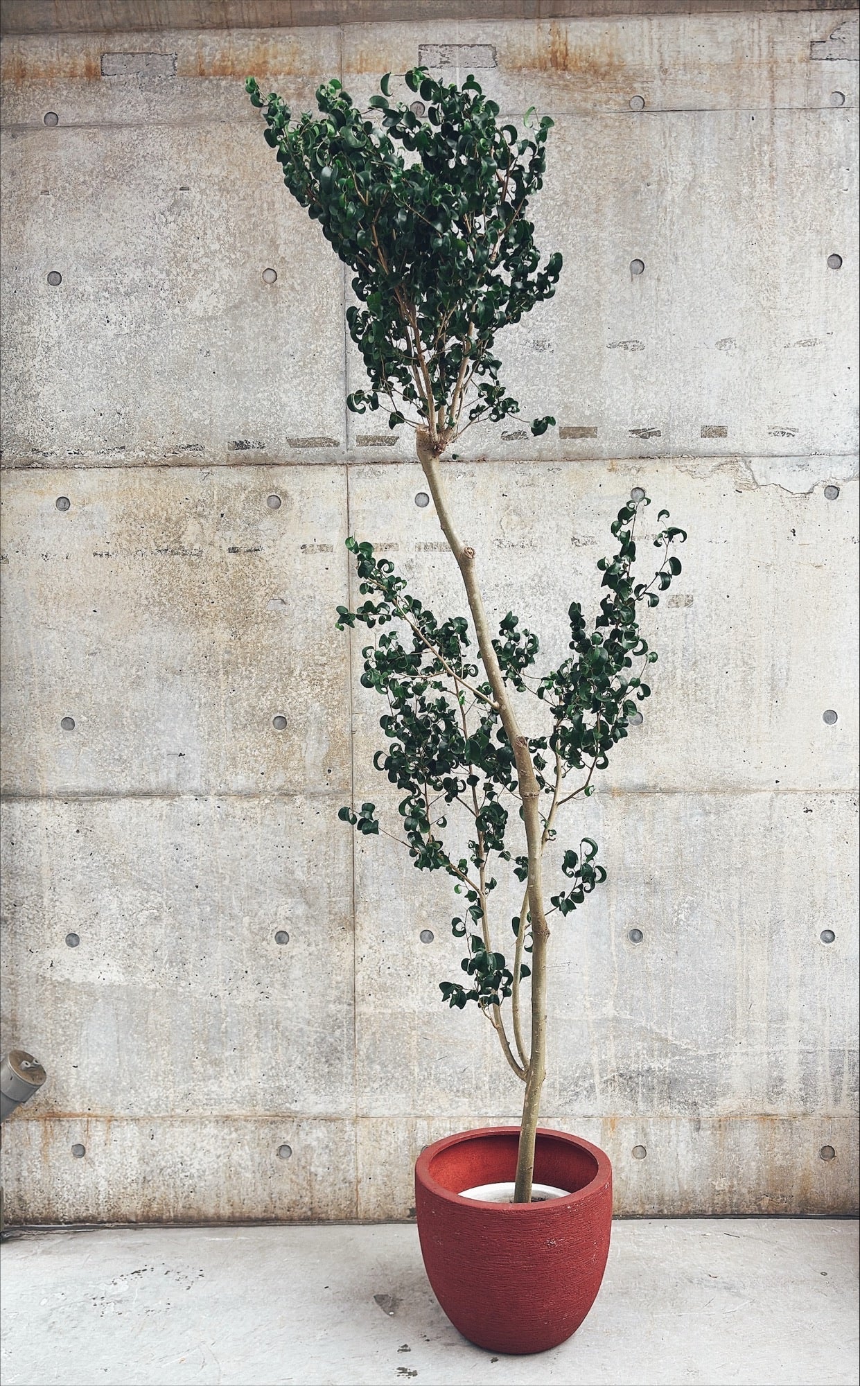 【東京都23区内の方のみ購入可】【送料無料】フィカス バロック 11号