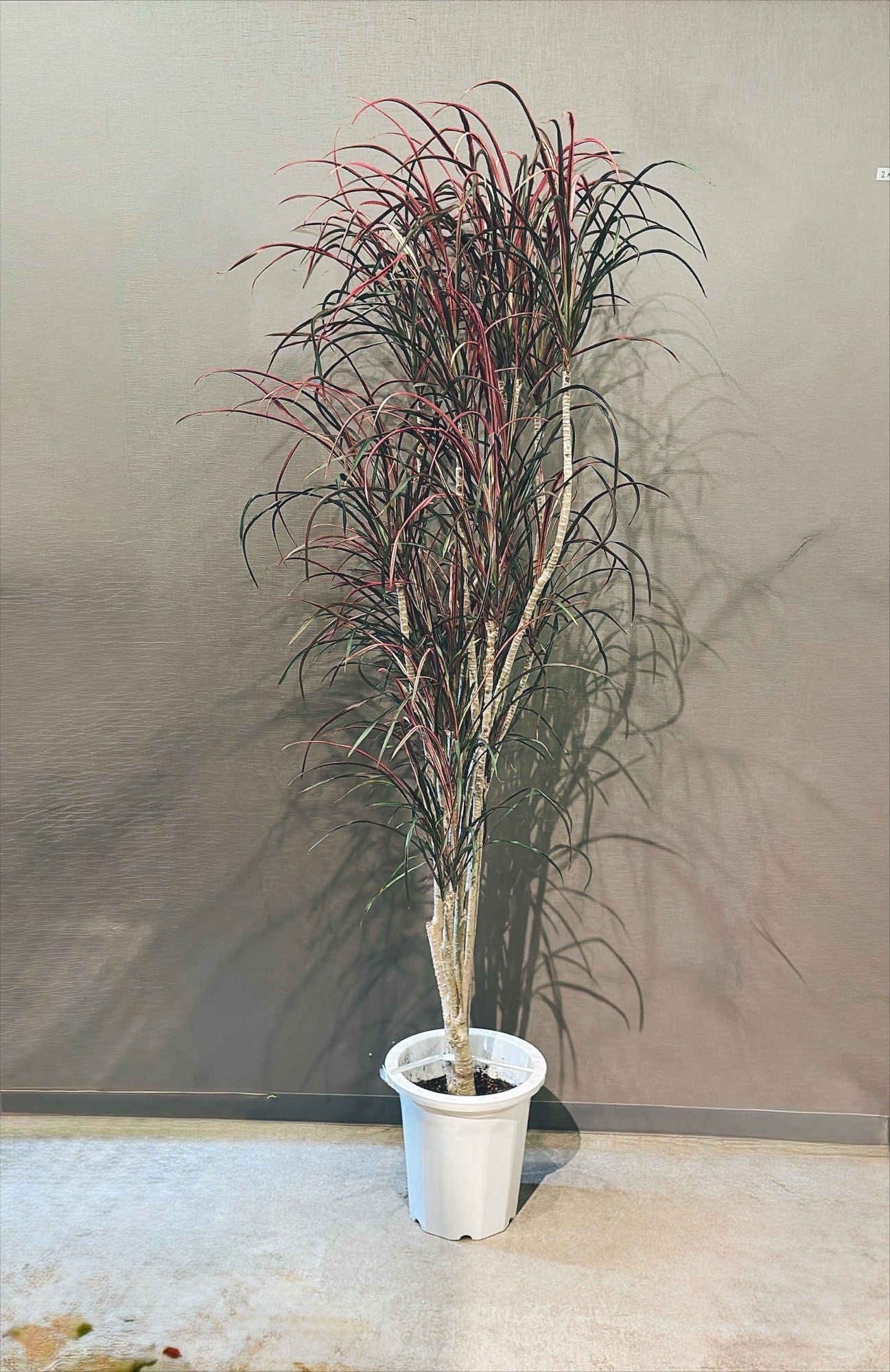 【東京都23区内の方のみ購入可】【送料無料】ドラセナ コルジリネ 11号