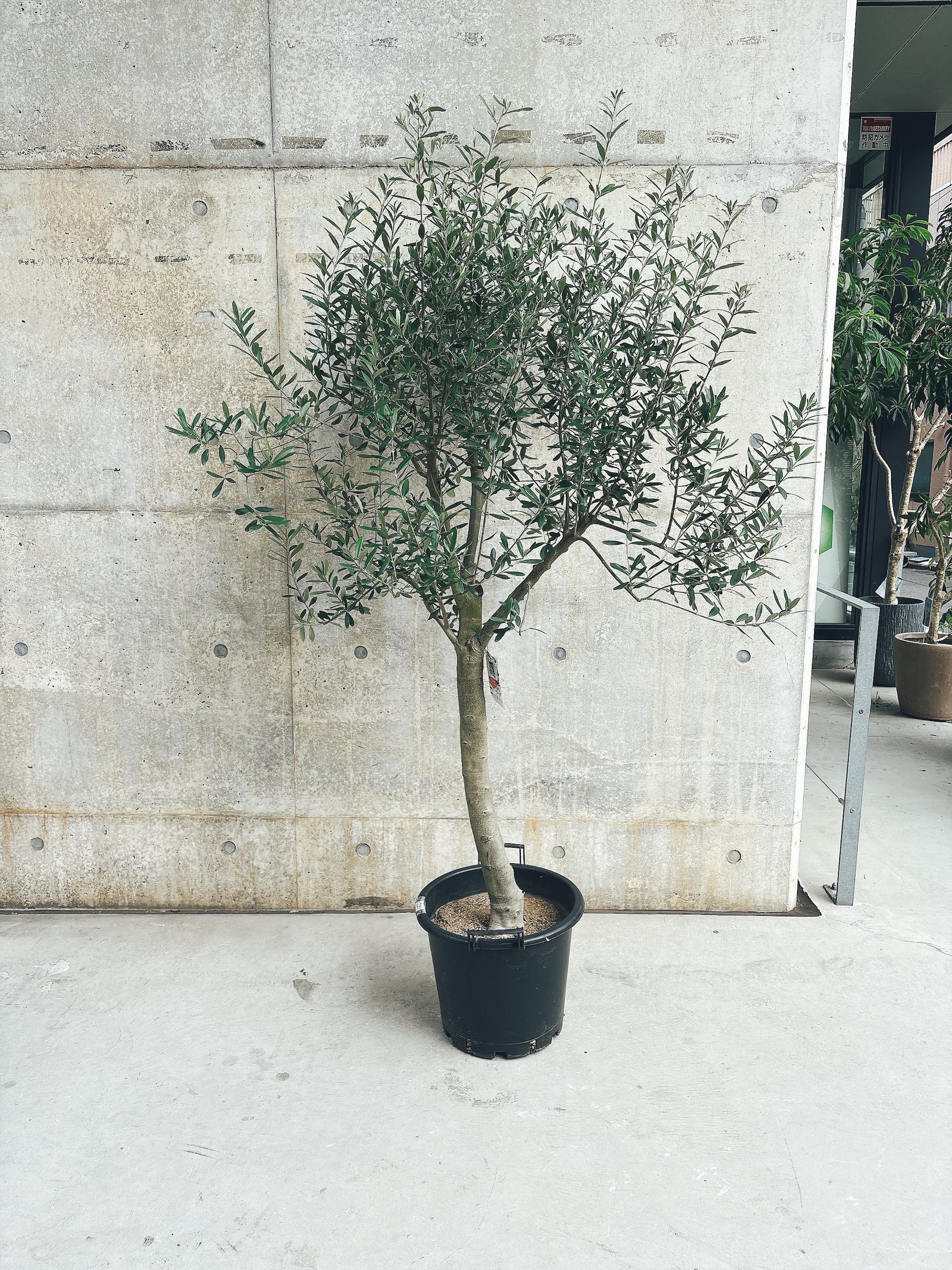 【東京都23区内の方のみ購入可】【送料無料】オリーブ シプレシーノ 10号鉢 A