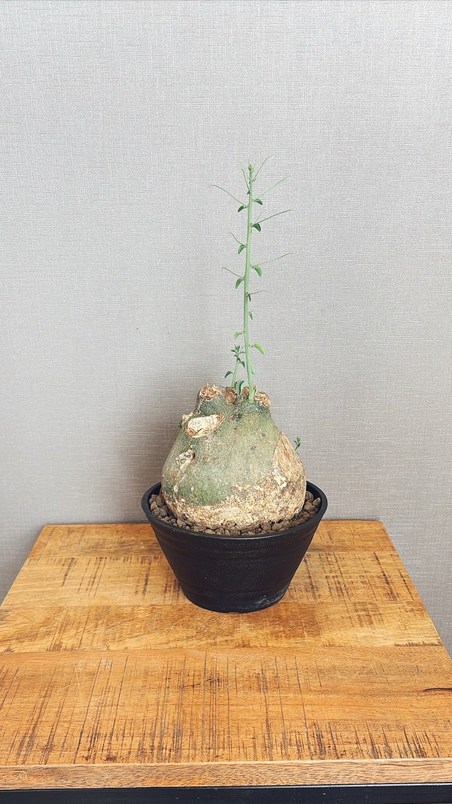 【東京都23区内の方のみ購入可】【送料無料】 アデニア・スピノーサ 7号