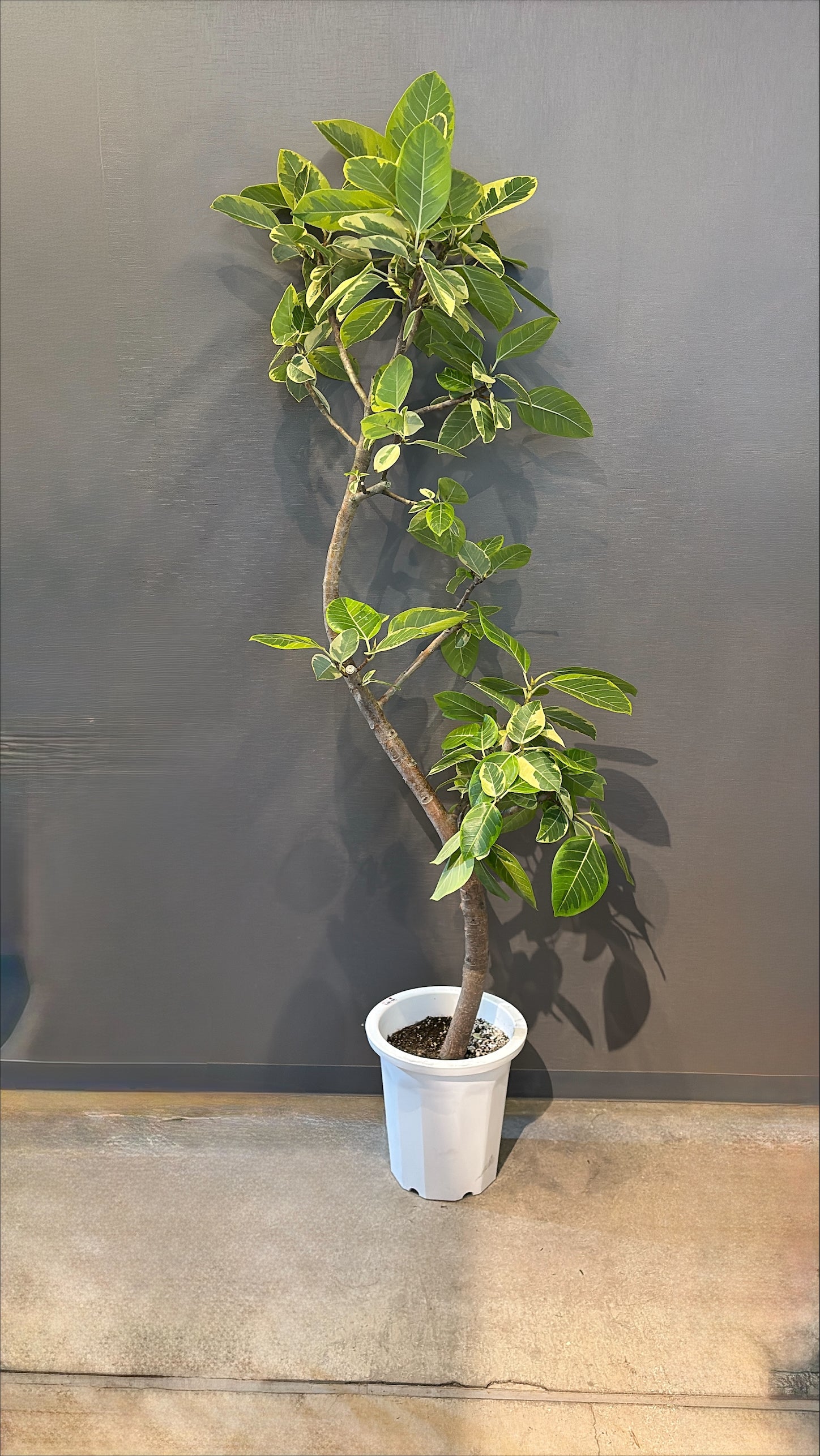 【東京都23区内の方のみ購入可】【送料無料】 フィカス アルテシマ 10号鉢