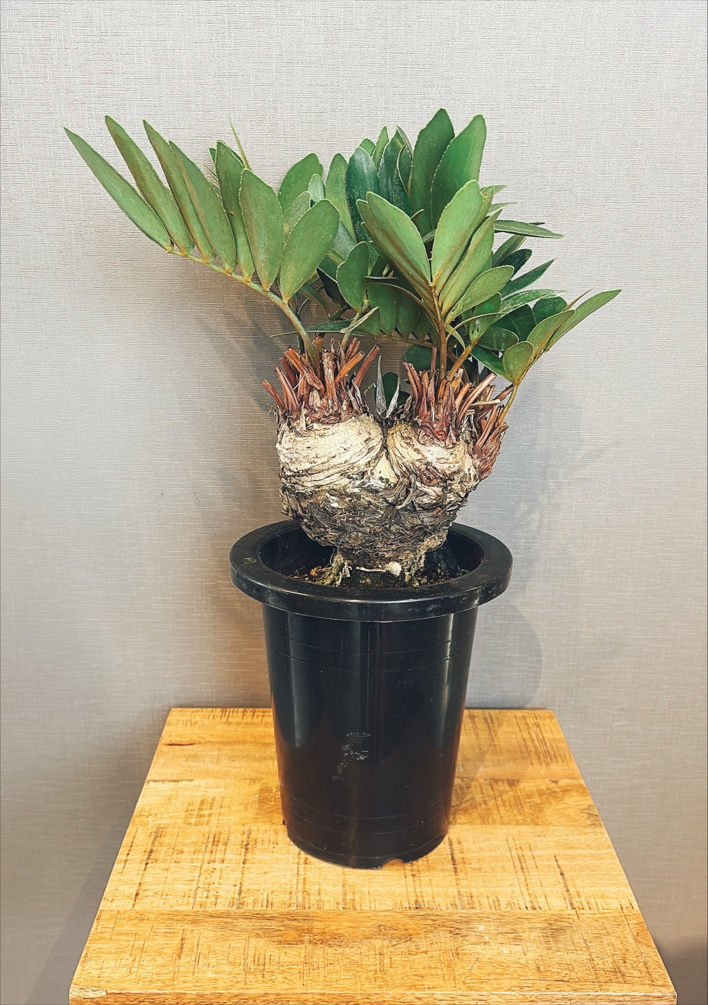 【東京都23区内の方のみ購入可】【送料無料】ザミア 7号鉢