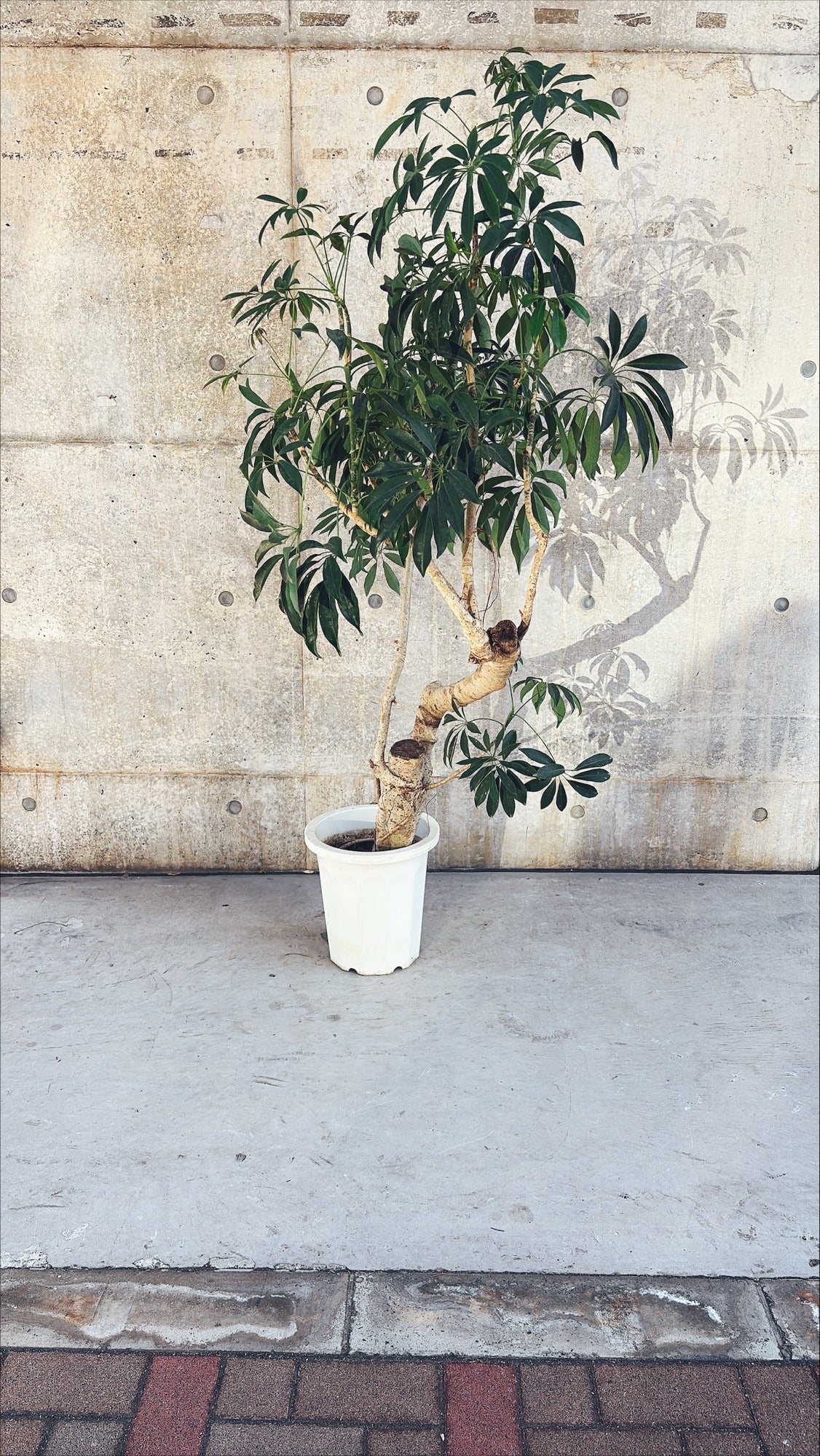 【東京都23区内の方のみ購入可】【送料無料】 シェフレラ 10号K