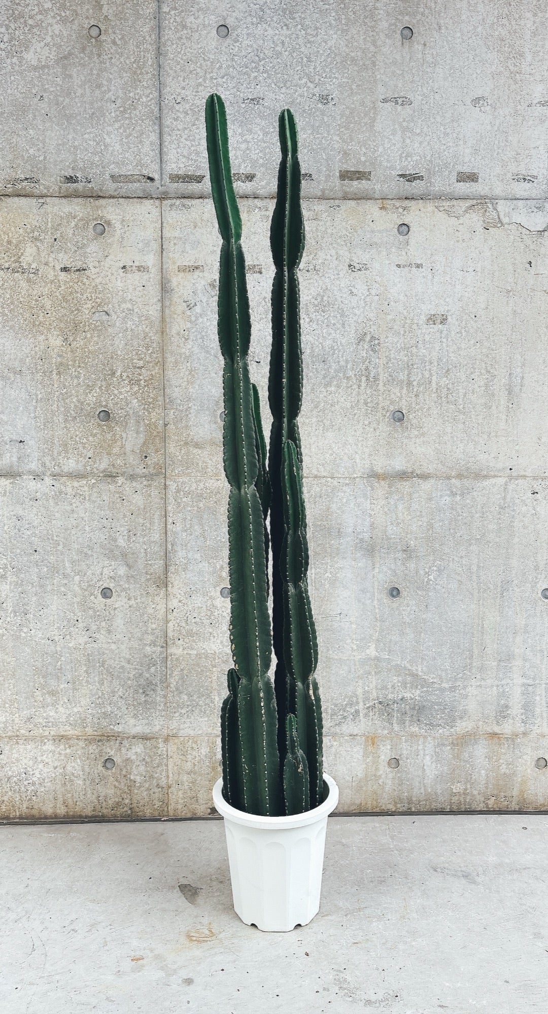 【東京都23区内の方のみ購入可】【送料無料】 柱サボテン 10号