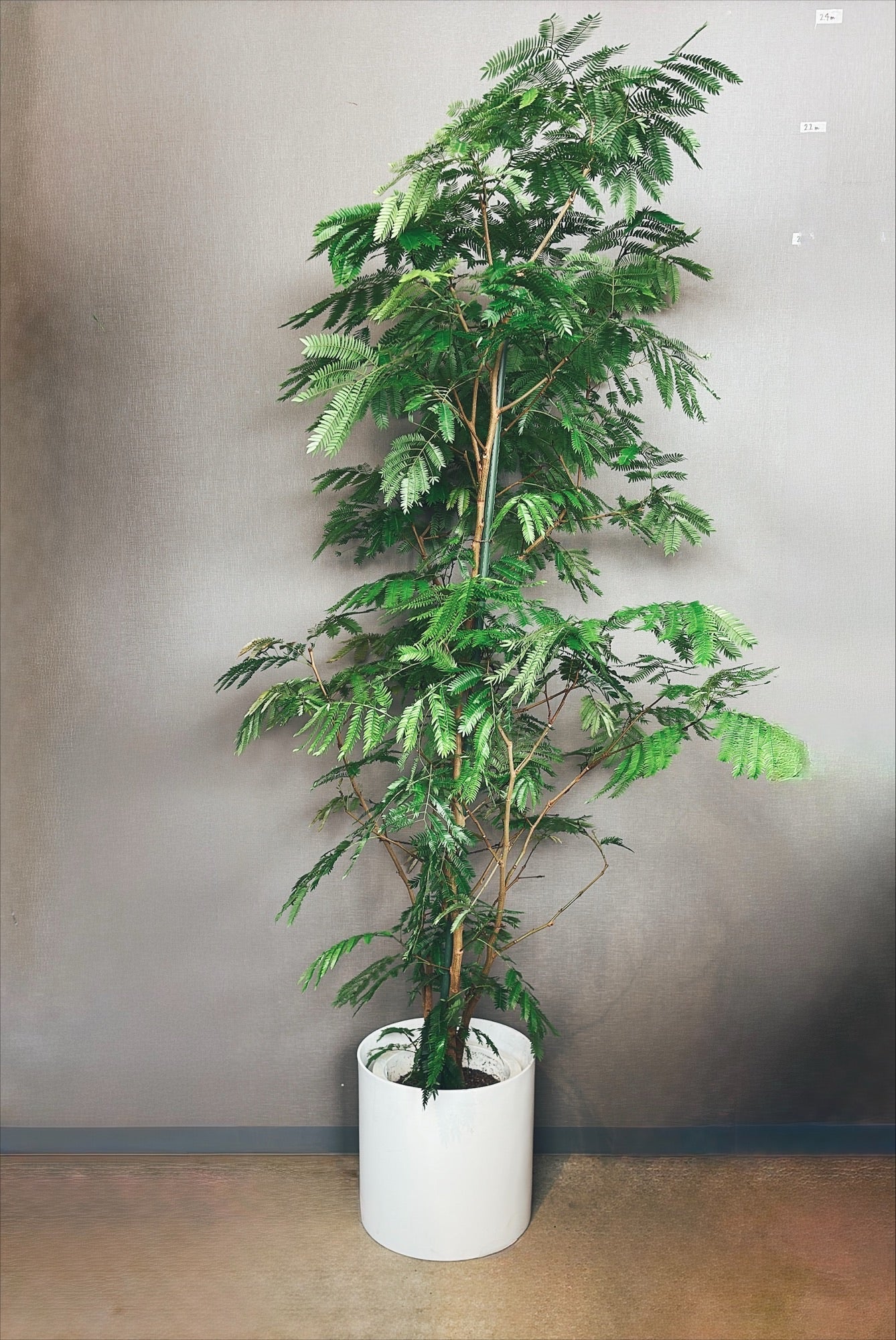 【東京都23区内の方のみ購入可】【送料無料】エバーフレッシュ 10号