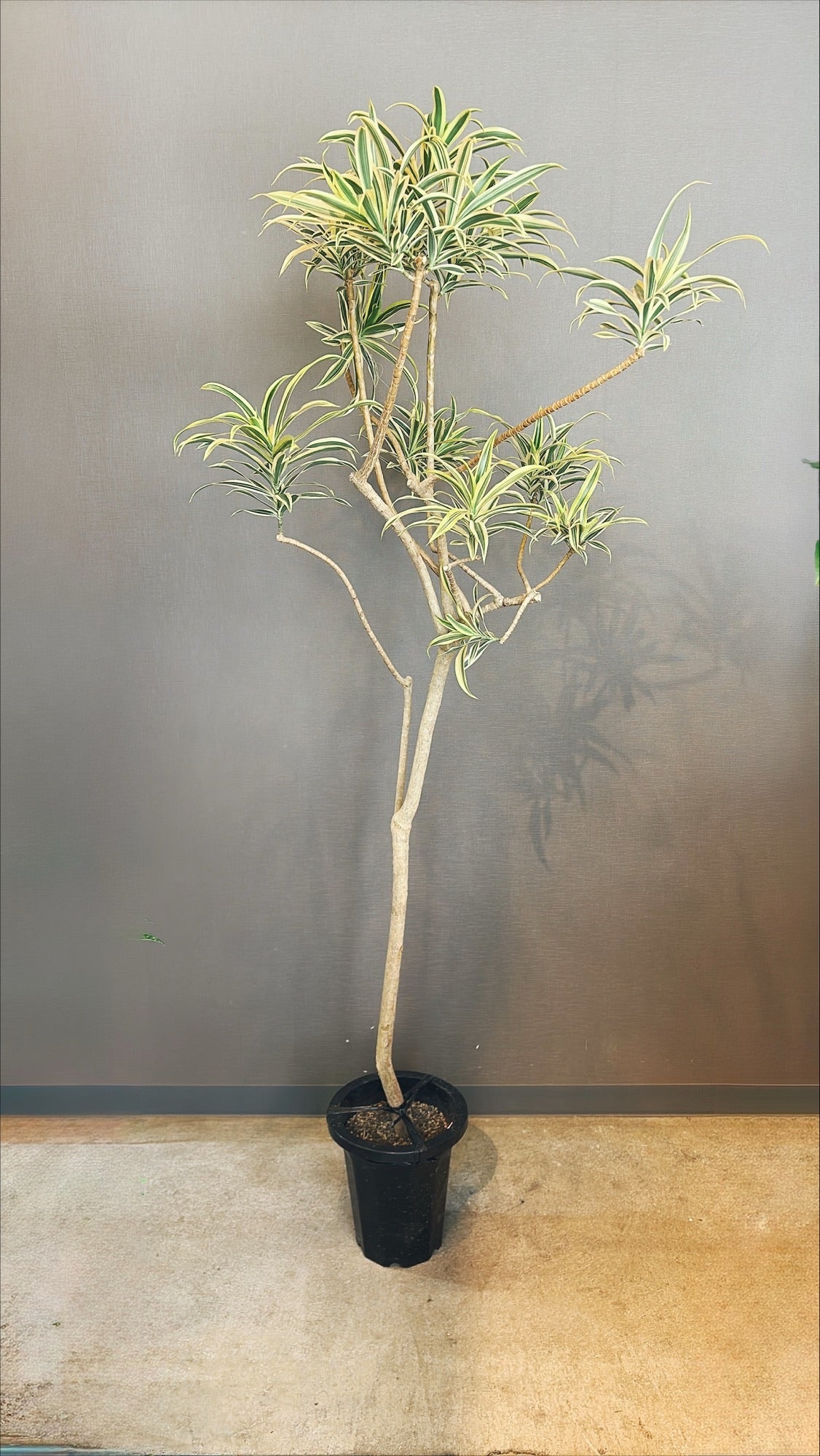 【東京都23区内の方のみ購入可】【送料無料】ドラセナ ソングオブインディオ 8号