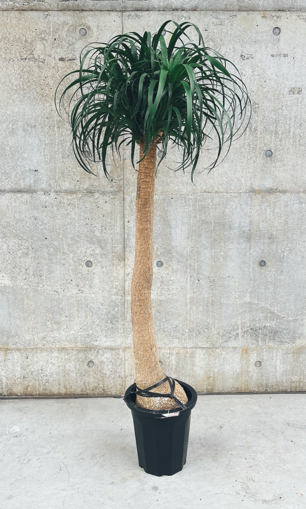 【東京都23区内の方のみ購入可】【送料無料】 トックリラン ポニーテール 10号