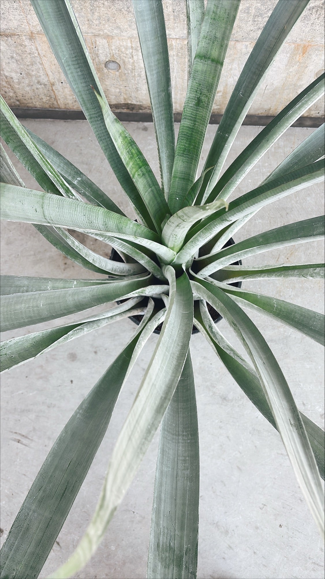 【東京都23区内の方のみ購入可】【送料無料】アルカンタレア オドラータ 9号