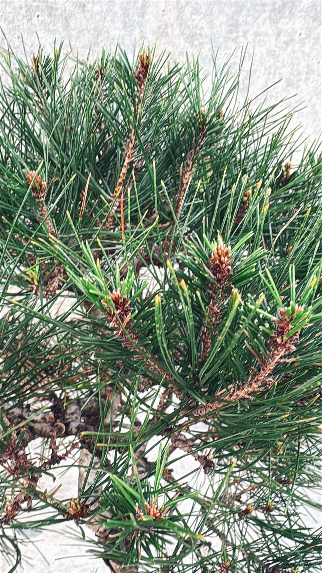 【東京都23区内の方のみ購入可】【送料無料】赤松 7号鉢 A