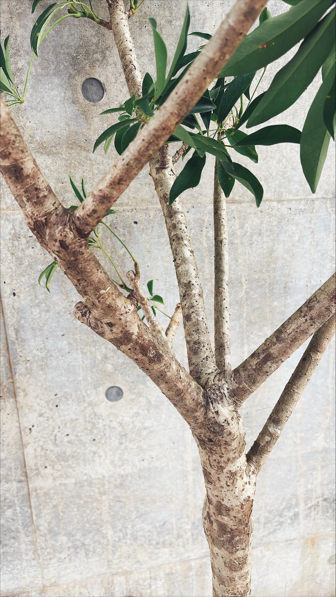 【東京都23区内の方のみ購入可】【送料無料】 シェフレラ10号 K