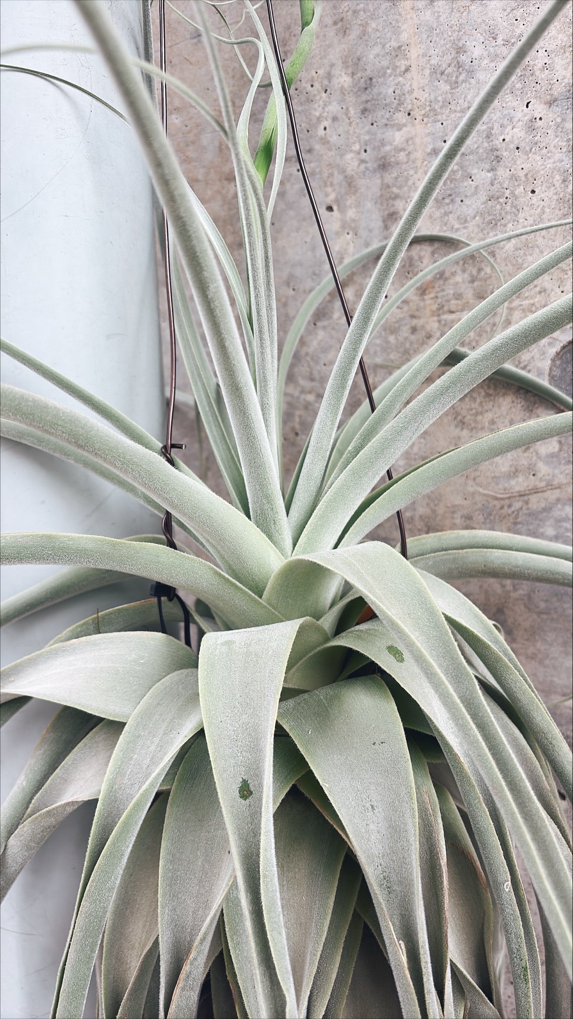 【東京都23区内の方のみ購入可】【送料無料】 チランジア ストラミネア