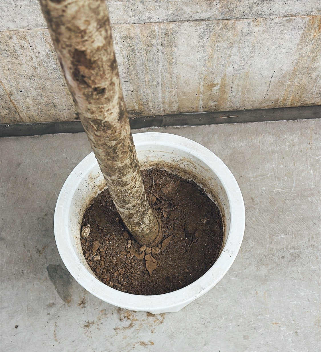 【東京都23区内の方のみ購入可】【送料無料】 シェフレラ10号 K