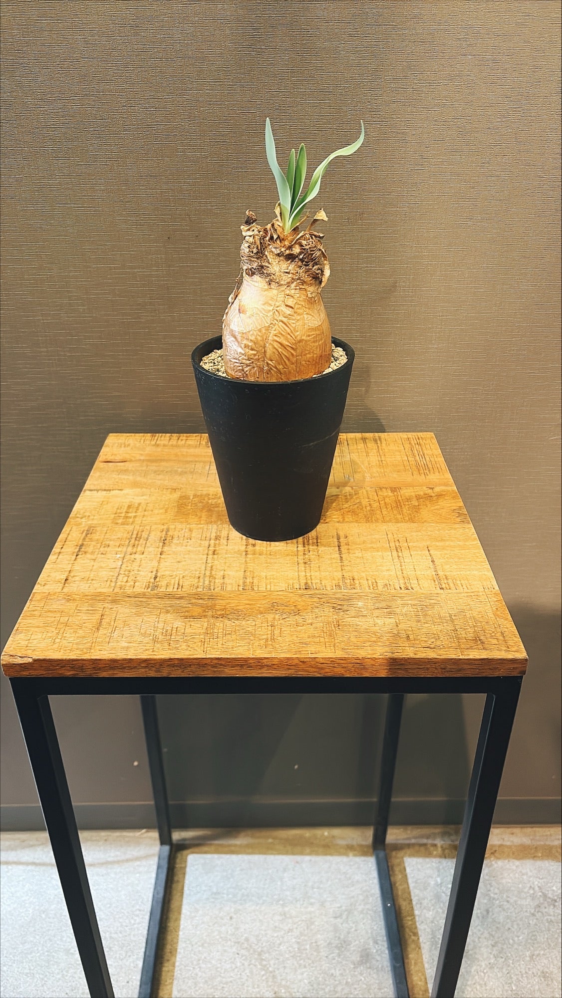 【東京都23区内の方のみ購入可】【送料無料】ブーファンディスティチャ 4号鉢