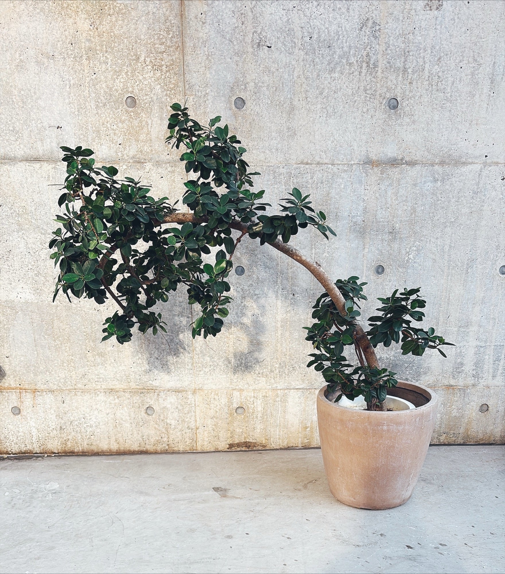 【東京都23区内の方のみ購入可】【送料無料】 パンダガジュマル (曲がり) 10号