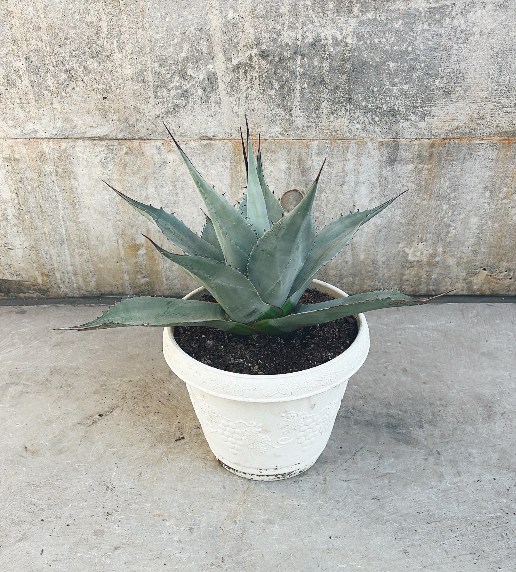 【東京都23区内の方のみ購入可】【送料無料】