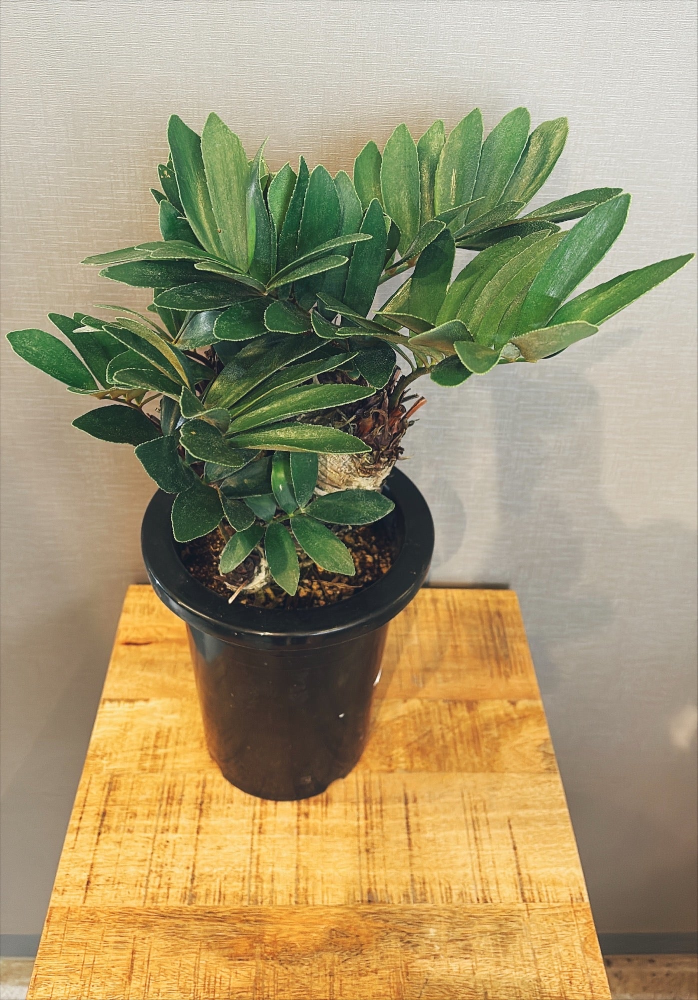 【東京都23区内の方のみ購入可】【送料無料】ザミア 7号鉢