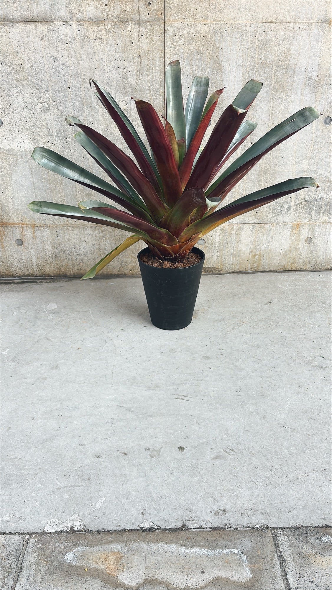 【東京都23区内の方のみ購入可】【送料無料】フリーセア インペリアリスB 10号鉢