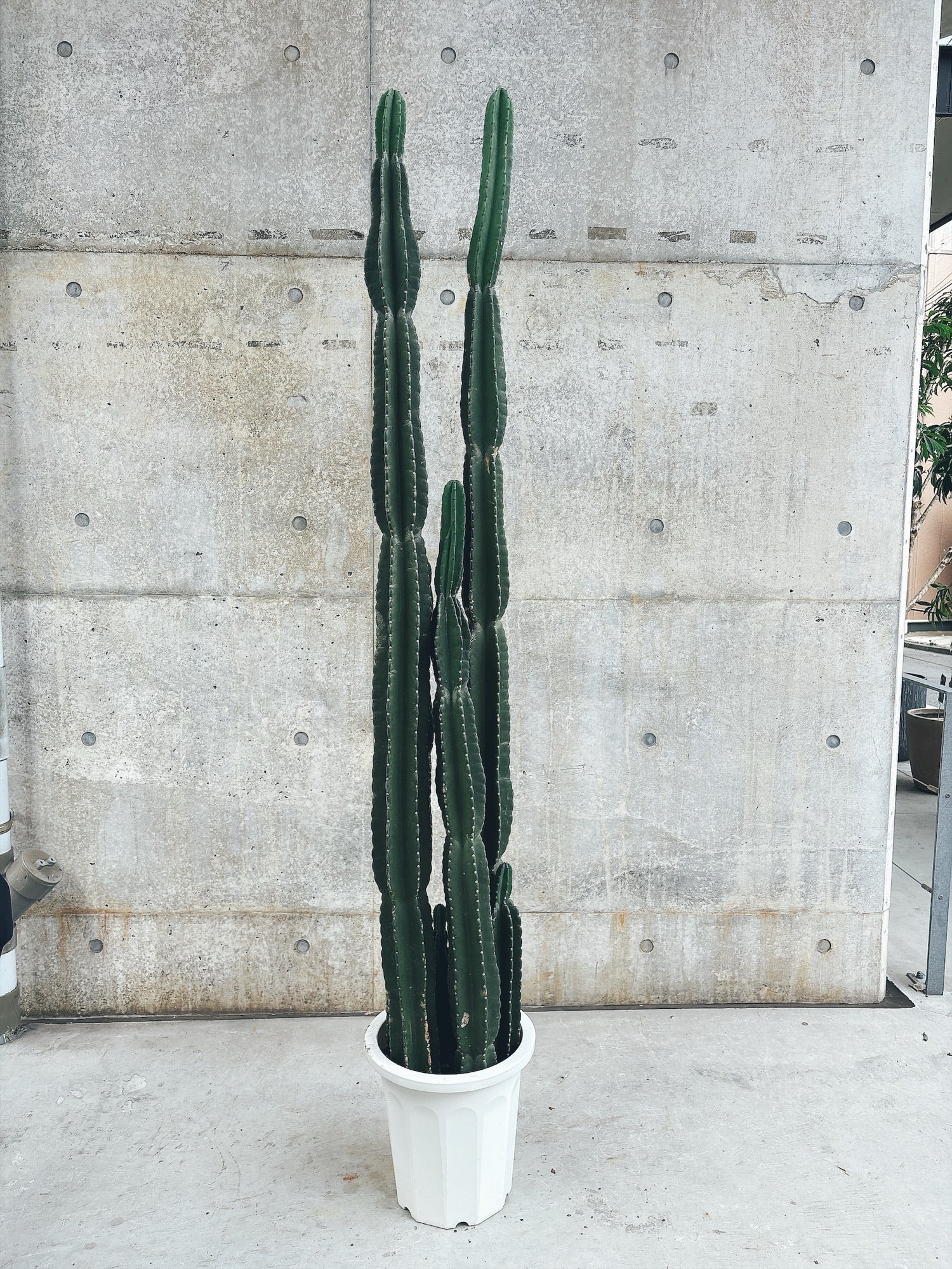 【東京都23区内の方のみ購入可】【送料無料】 柱サボテン 10号