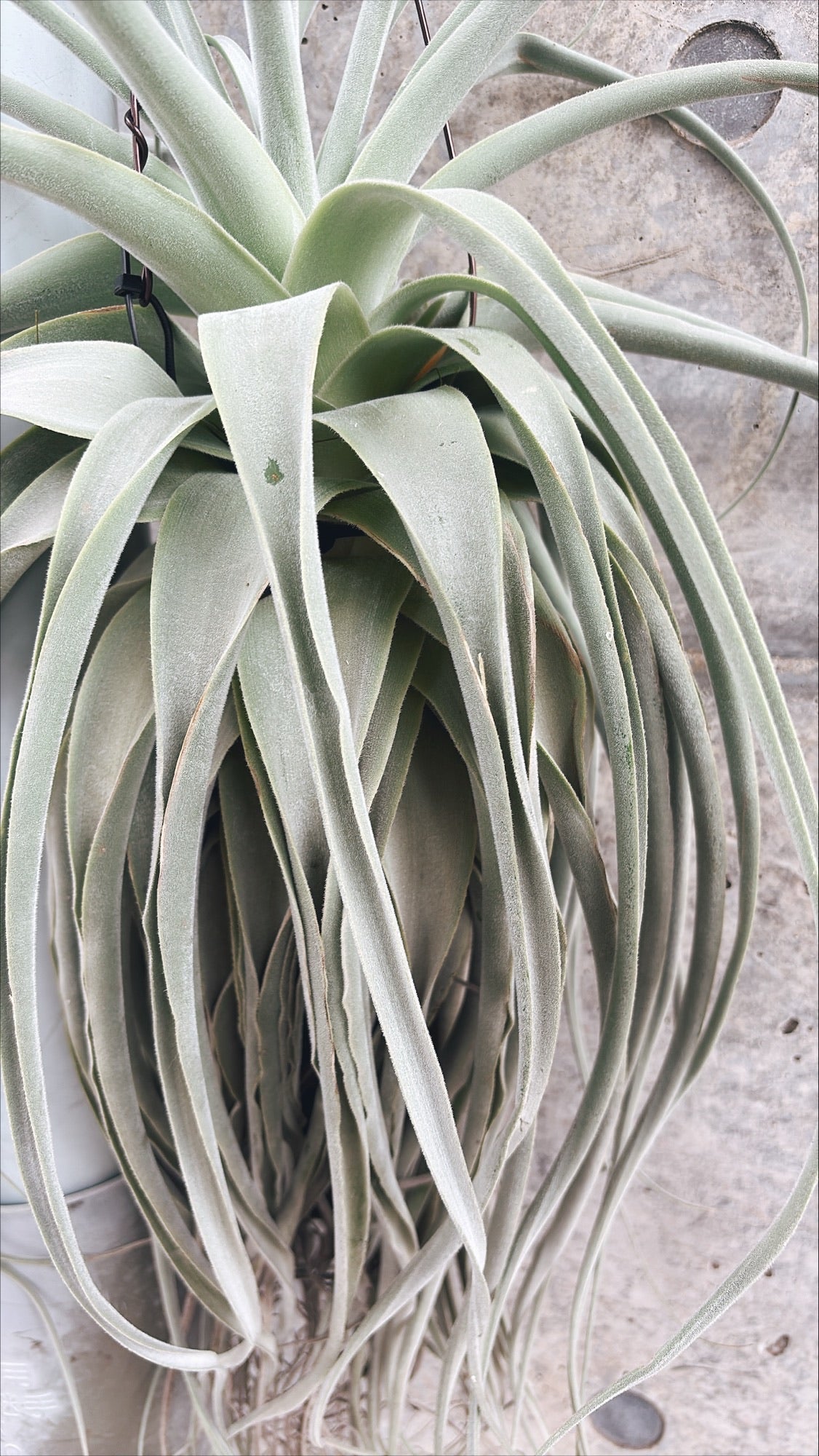 【東京都23区内の方のみ購入可】【送料無料】 チランジア ストラミネア