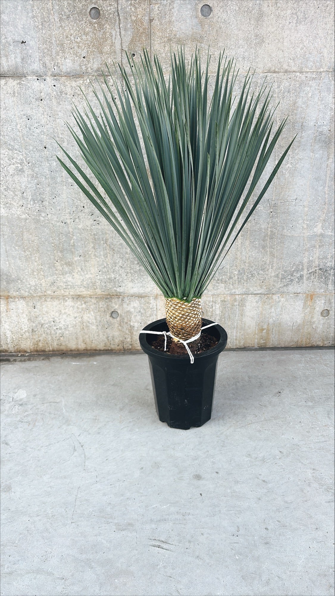 【東京都23区内の方のみ購入可】【送料無料】ユッカ・ロストラータB 10号