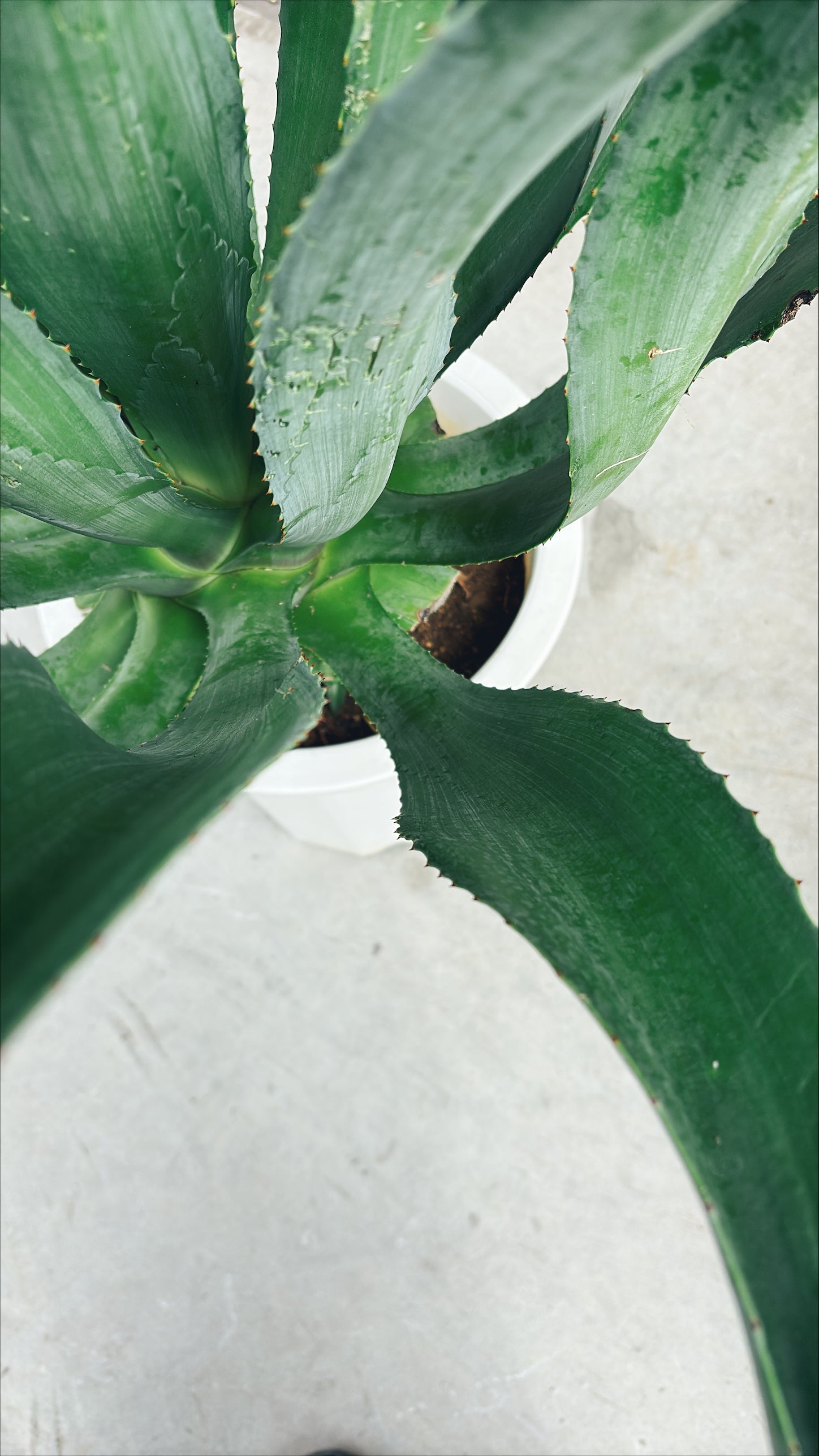 【東京都23区内の方のみ購入可】【送料無料】 アガベ C 10号