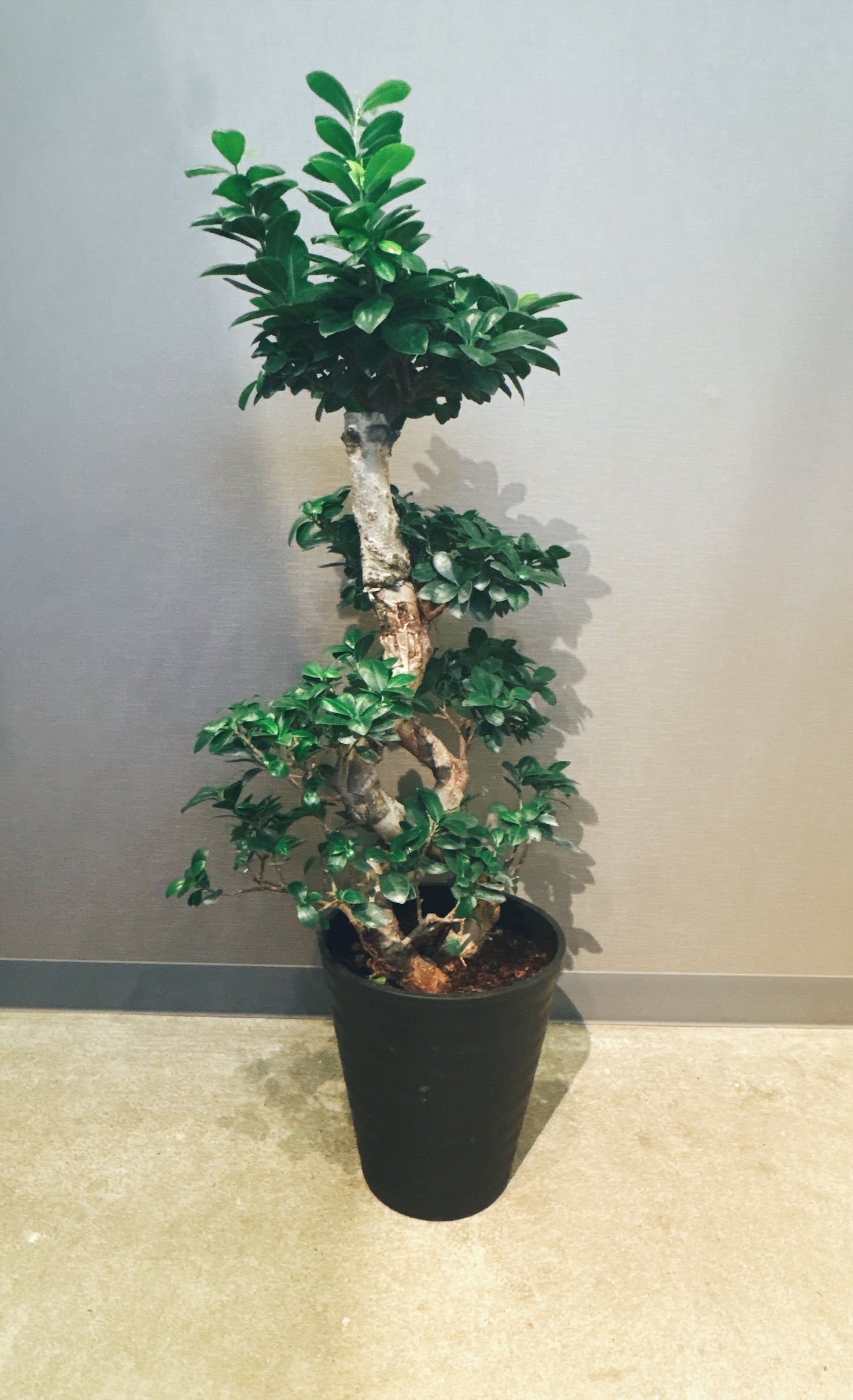 【東京都23区内の方のみ購入可】【送料無料】 パンダガジュマル 8号鉢