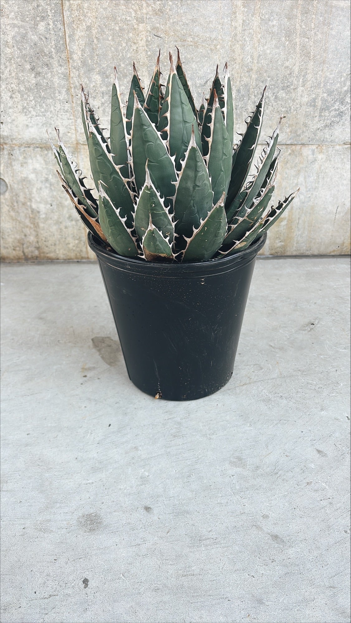 【東京都23区内の方のみ購入可】【送料無料】 アガベ・ペテロテンシス ホリダ 8号