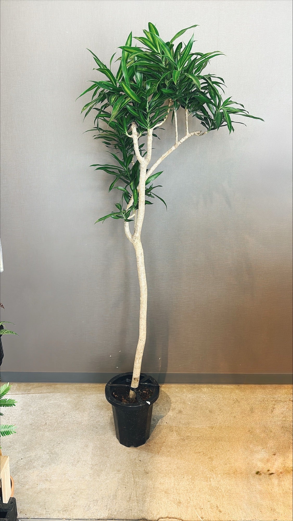 【東京都23区内の方のみ購入可】【送料無料】 ドラセナ ソングオブジャマイカ 8号