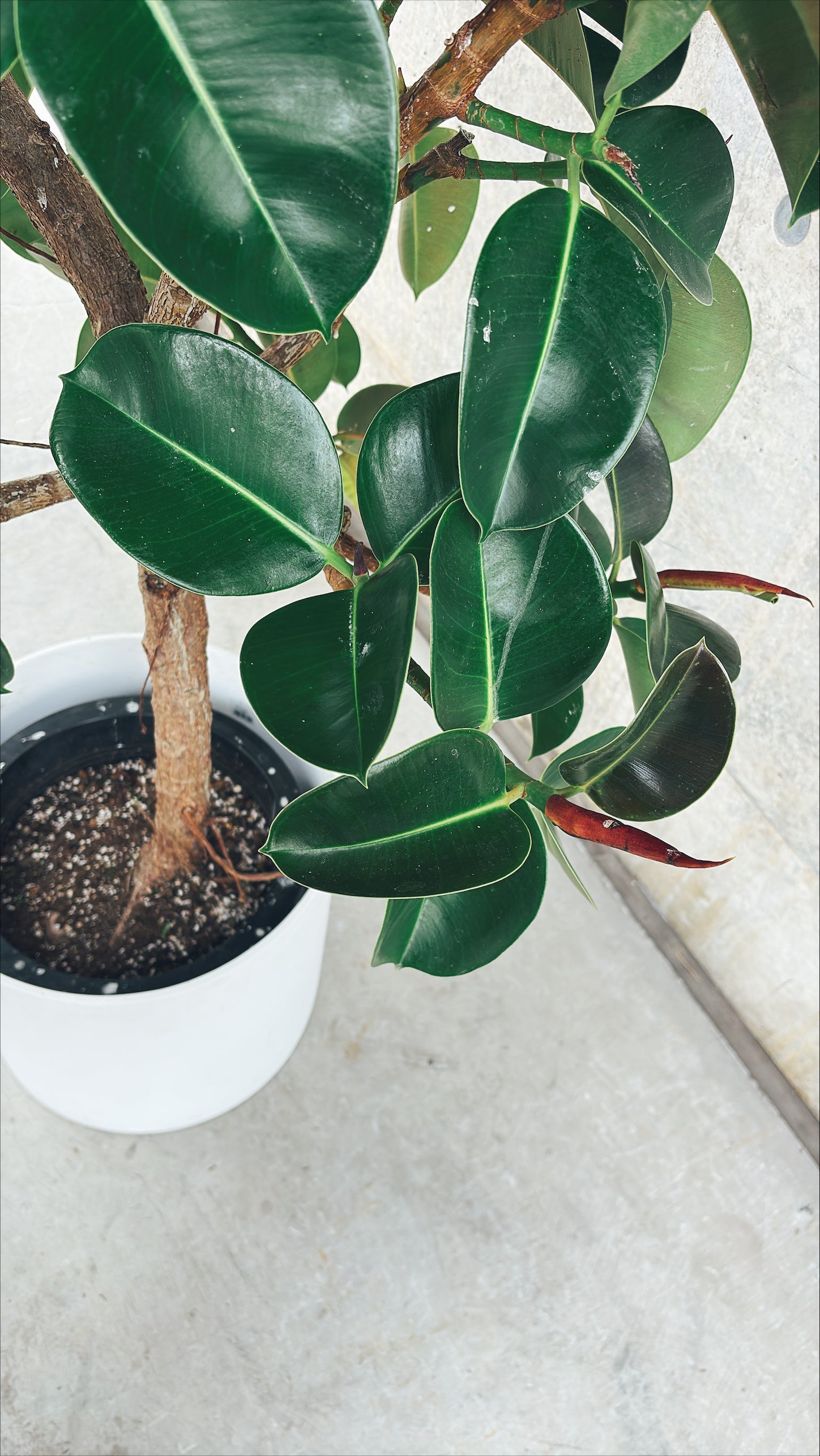 【東京都23区内の方のみ購入可】【送料無料】 フィカス エラスティカ ソフィア 10号鉢