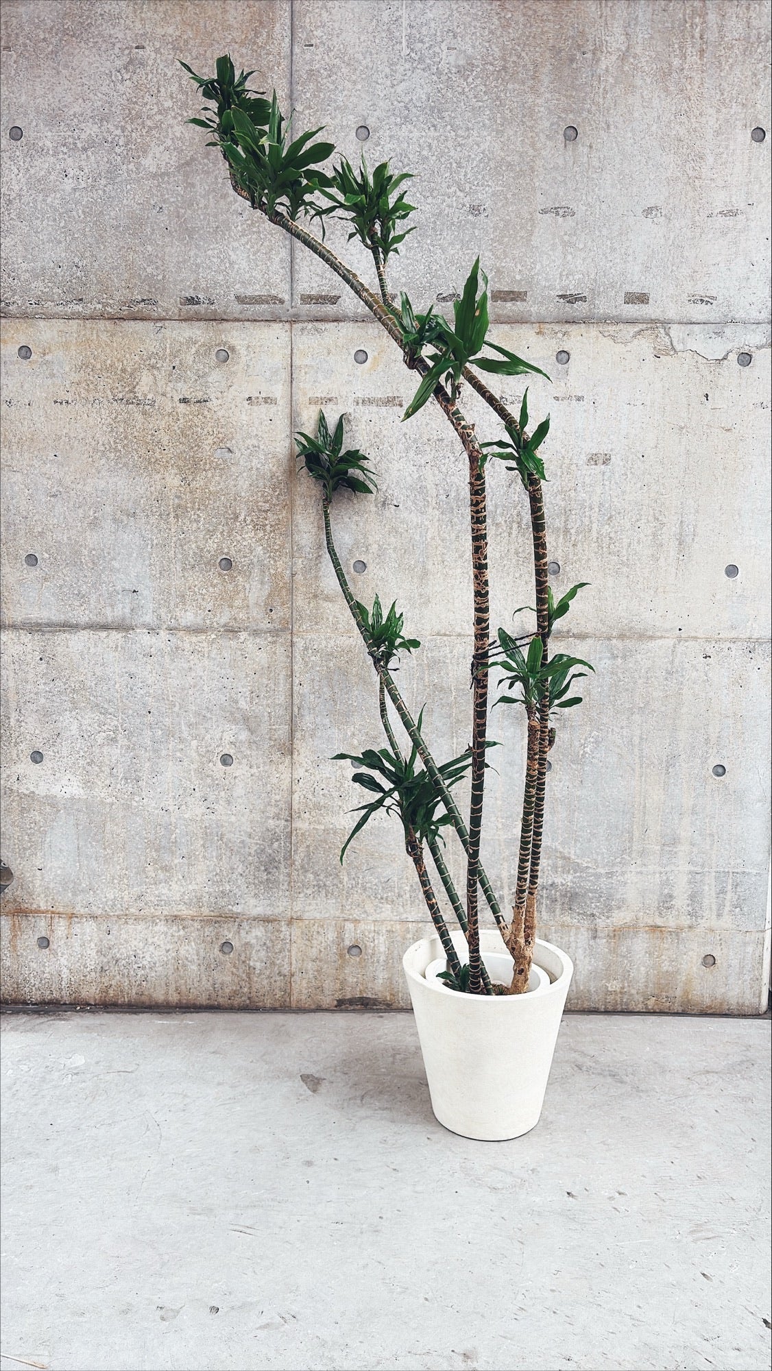 【東京都23区内の方のみ購入可】【送料無料】 ドラセナ アオワーネッキー 10号鉢