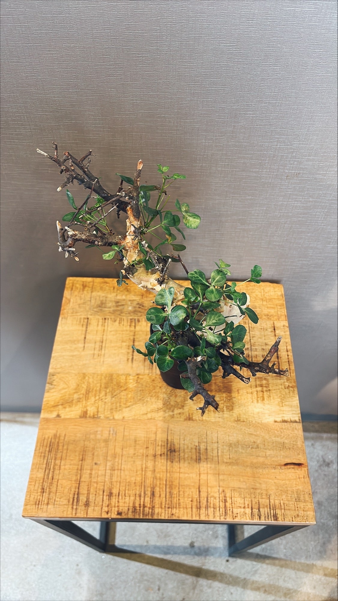 【東京都23区内の方のみ購入可】【送料無料】コミフォラ・カタフ 4号鉢