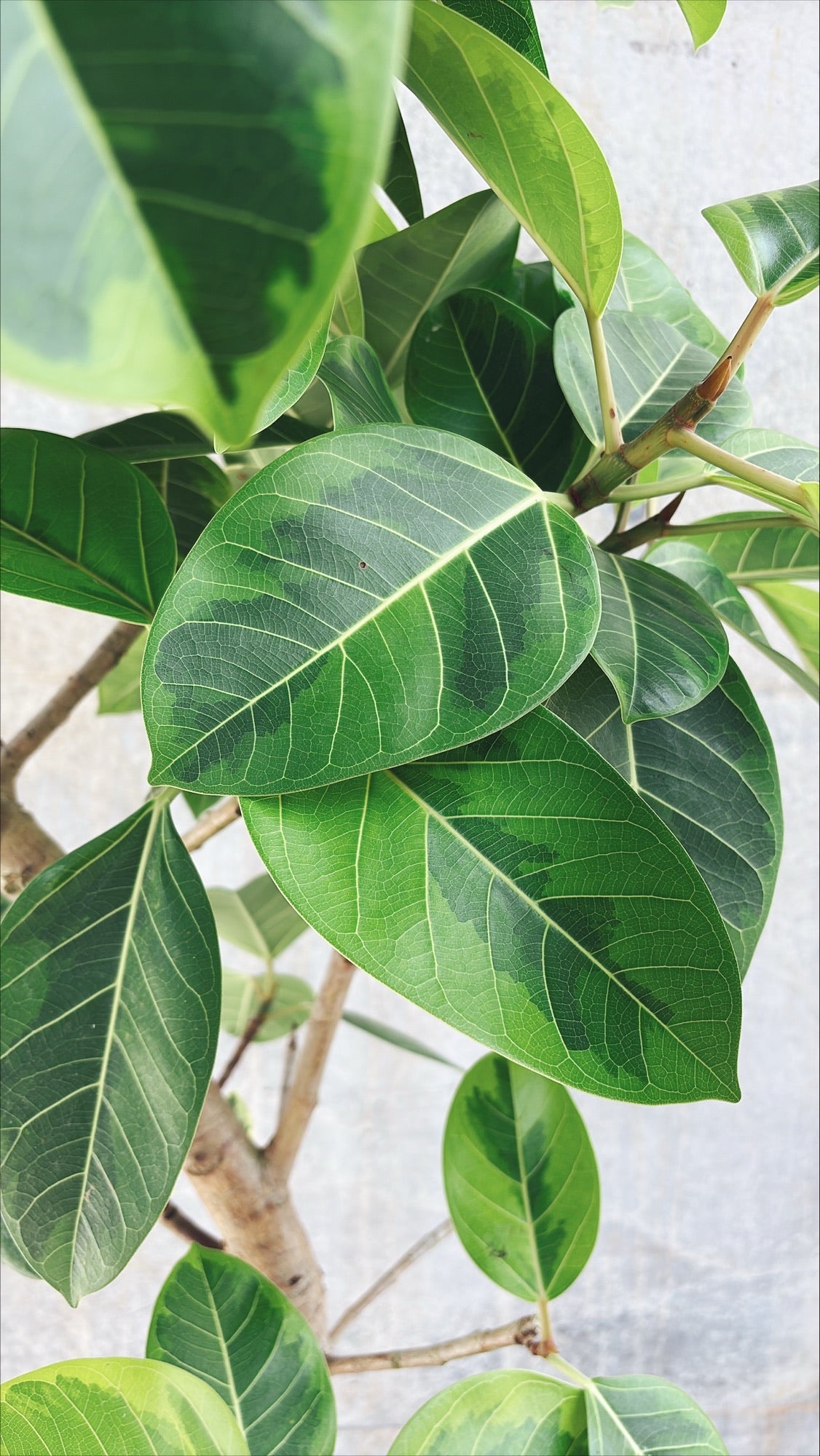 【東京都23区内の方のみ購入可】【送料無料】フィカス アルテシマ 10号