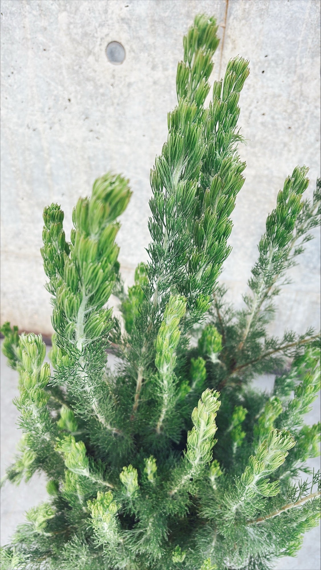 【東京都23区内の方のみ購入可】【送料無料】アデナンサス・ウーリーブッシュ 7号