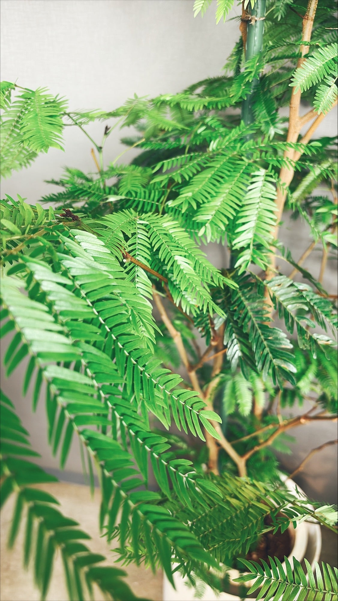 【東京都23区内の方のみ購入可】【送料無料】エバーフレッシュ 10号