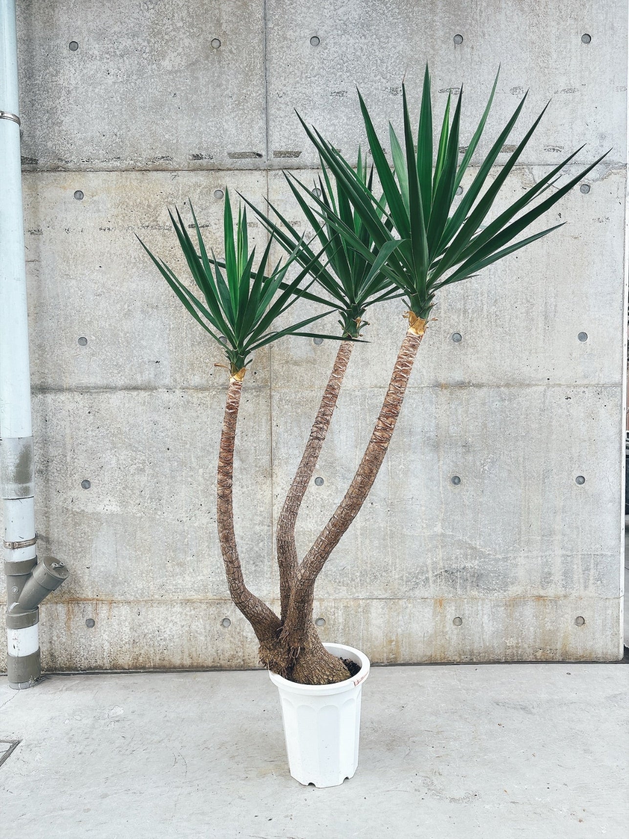 【東京都23区内の方のみ購入可】【送料無料】 ユッカ エレファンティペス 10号