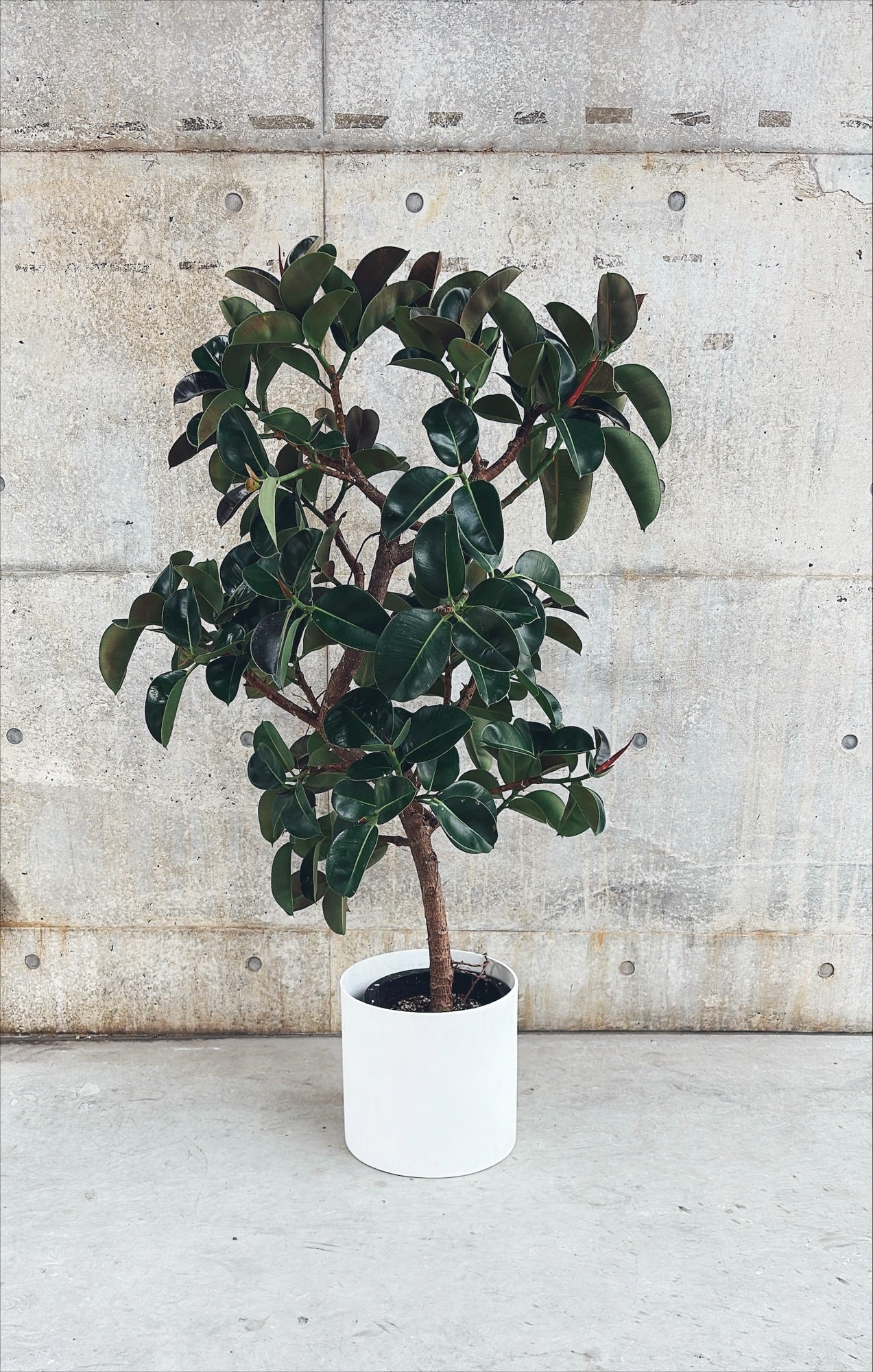 【東京都23区内の方のみ購入可】【送料無料】 フィカス エラスティカ ソフィア 10号鉢