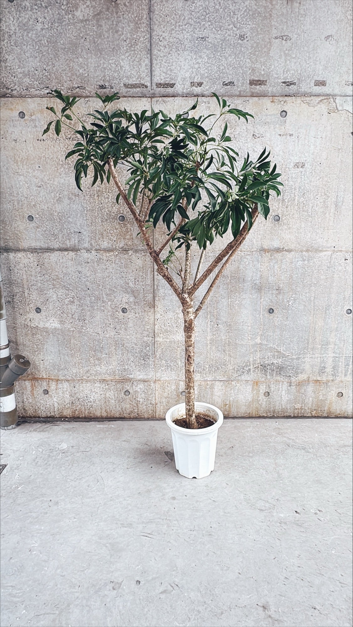 【東京都23区内の方のみ購入可】【送料無料】 シェフレラ10号 K