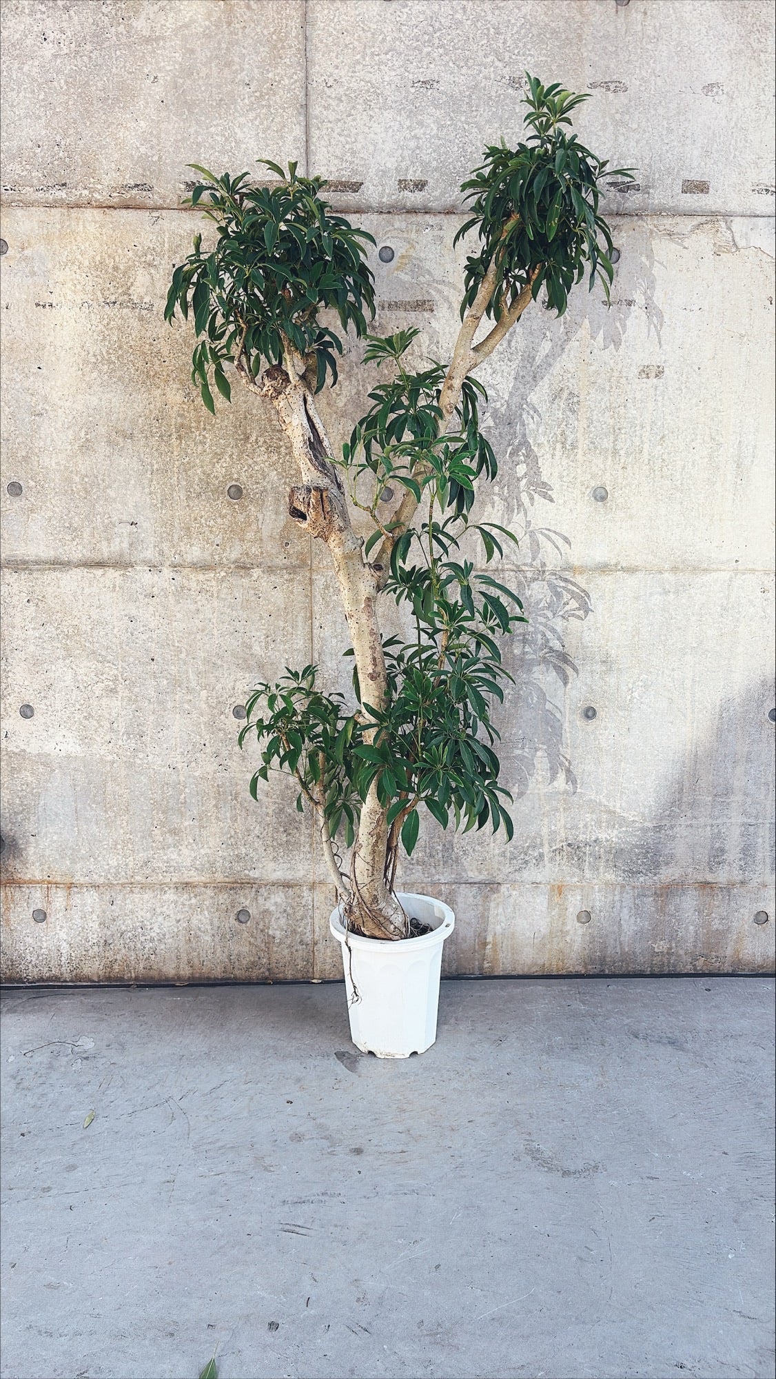 【東京都23区内の方のみ購入可】【送料無料】シェフレラ 10号I