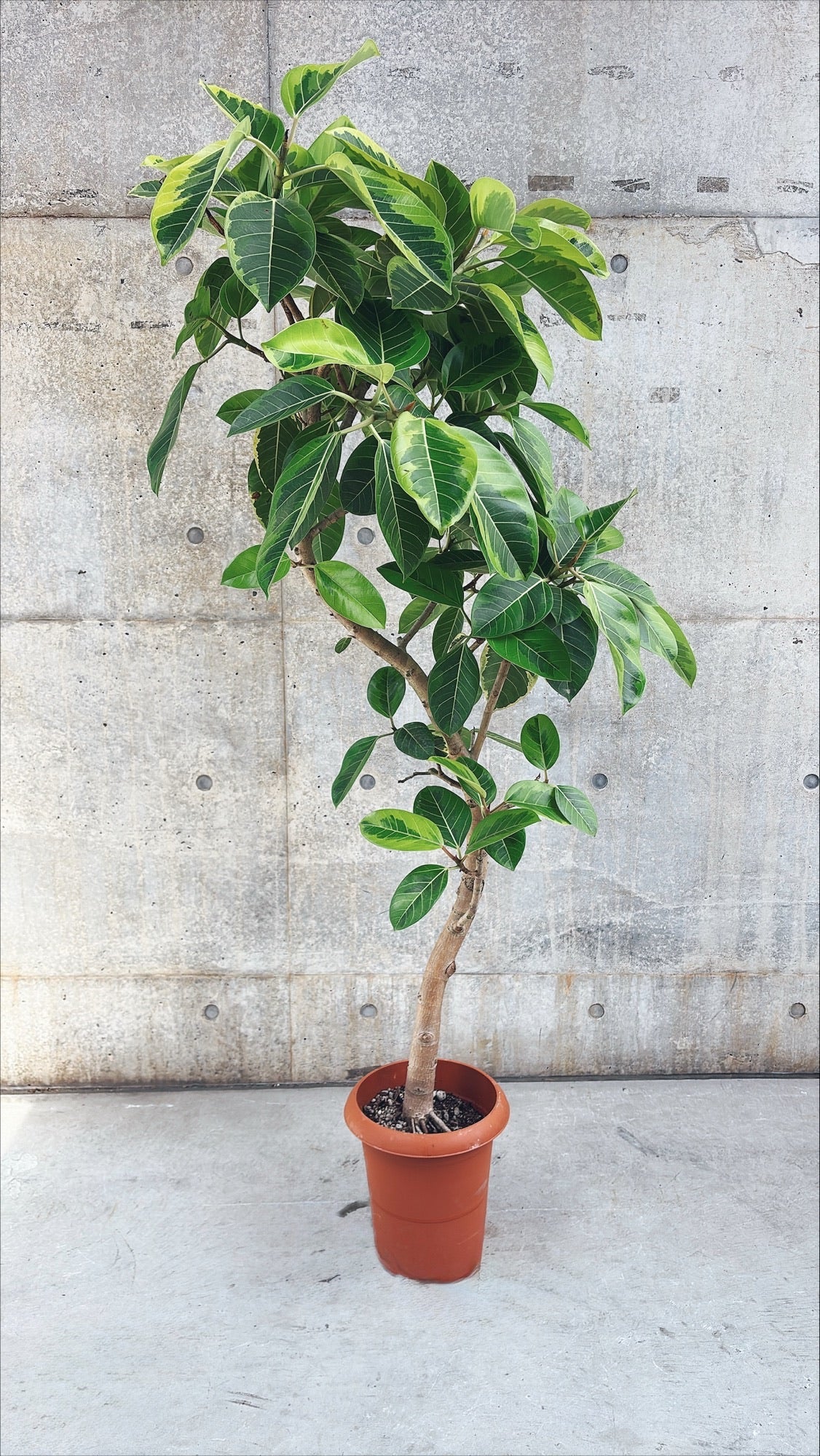 【東京都23区内の方のみ購入可】【送料無料】フィカス アルテシマ 10号