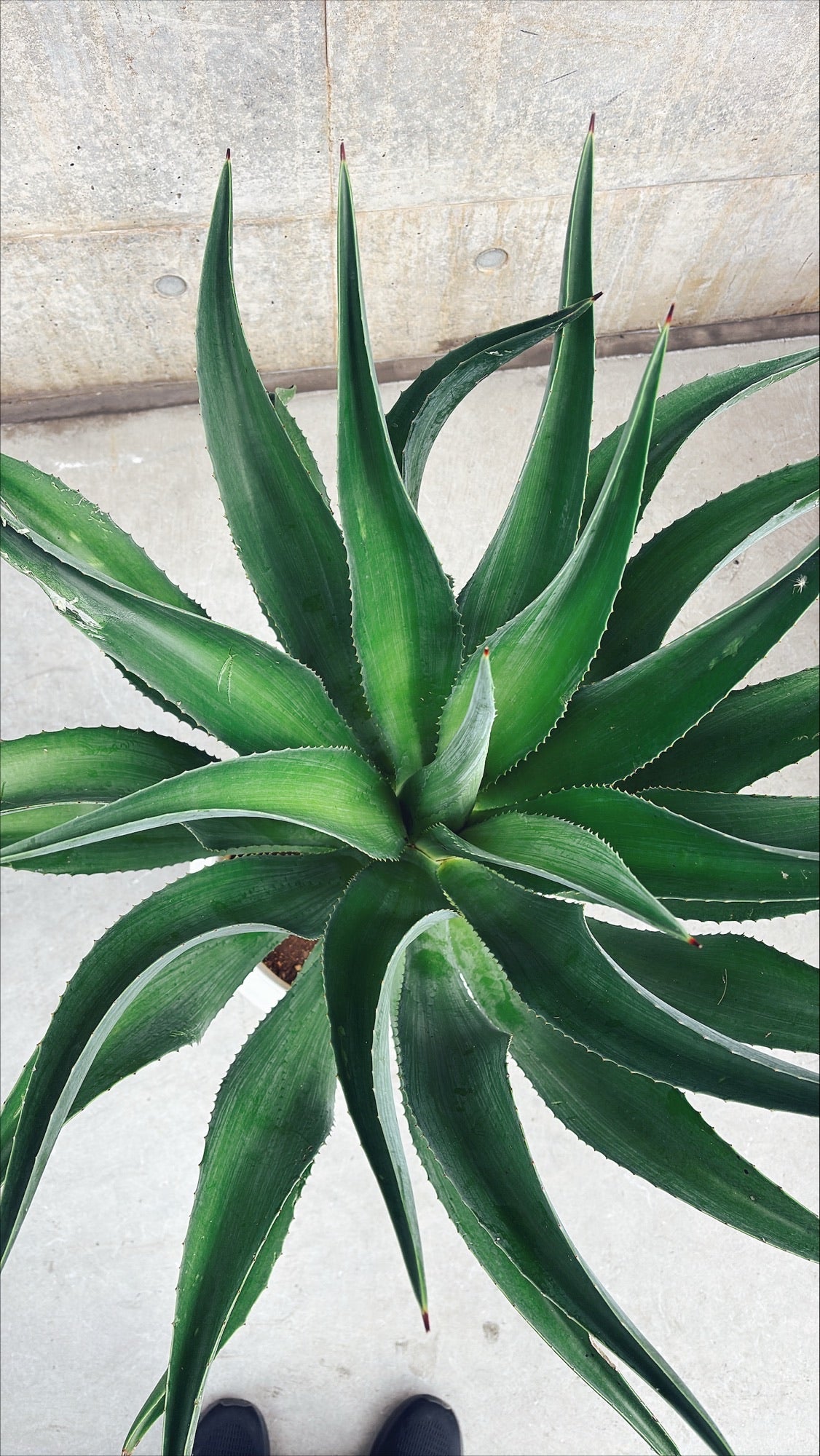 【東京都23区内の方のみ購入可】【送料無料】 アガベ C 10号