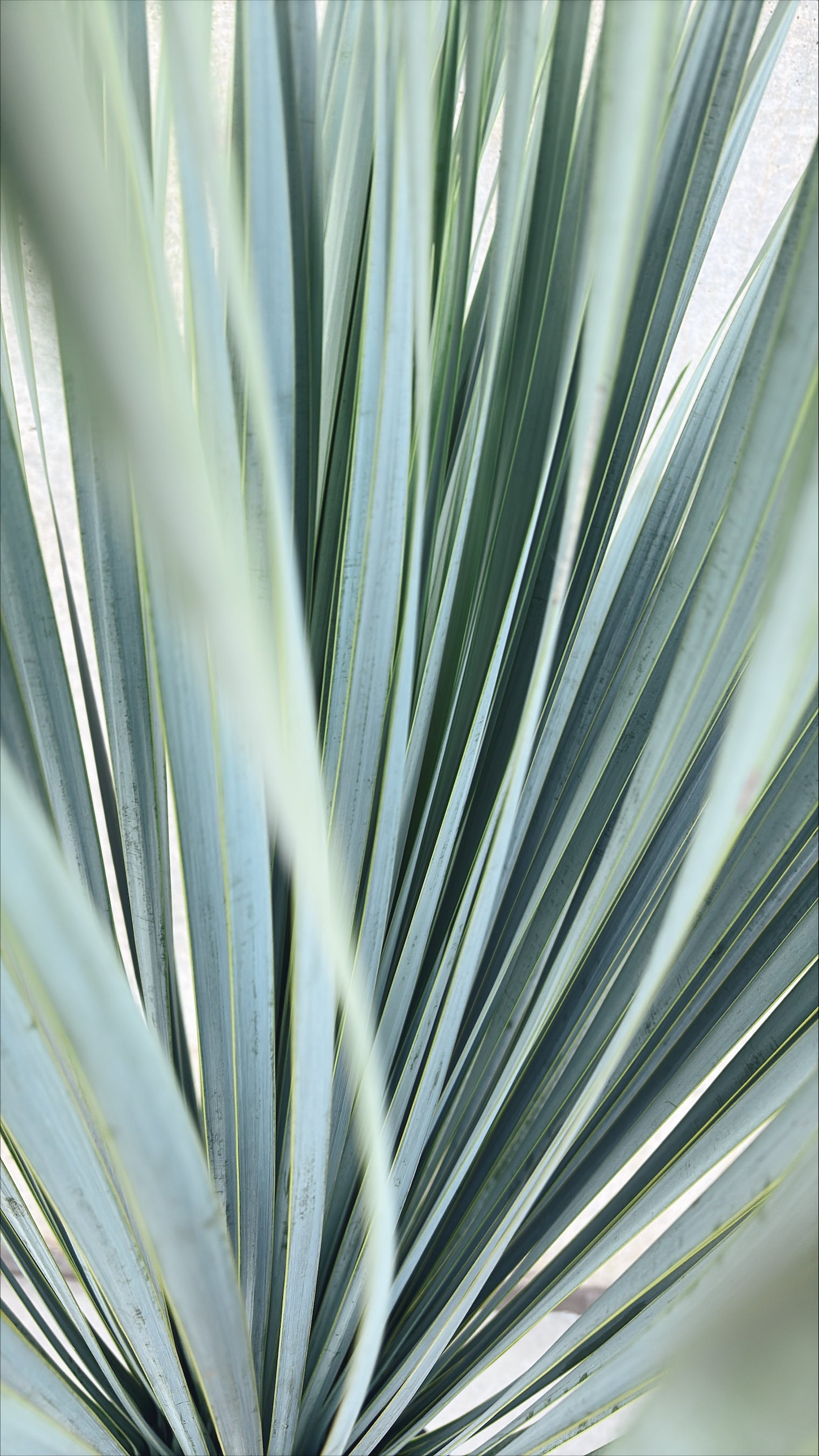 【東京都23区内の方のみ購入可】【送料無料】ユッカ・ロストラータB 10号