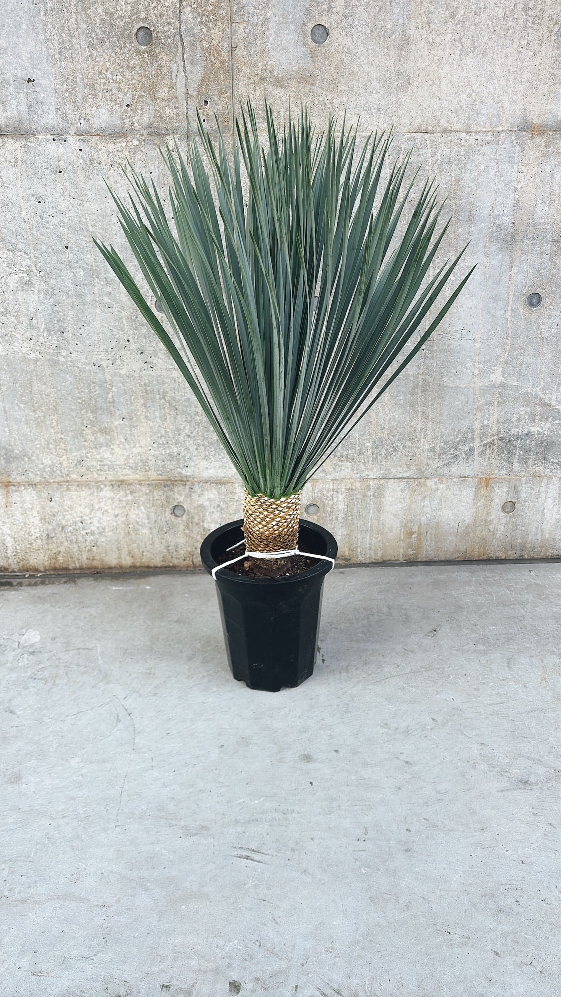 【東京都23区内の方のみ購入可】【送料無料】ユッカ・ロストラータB 10号