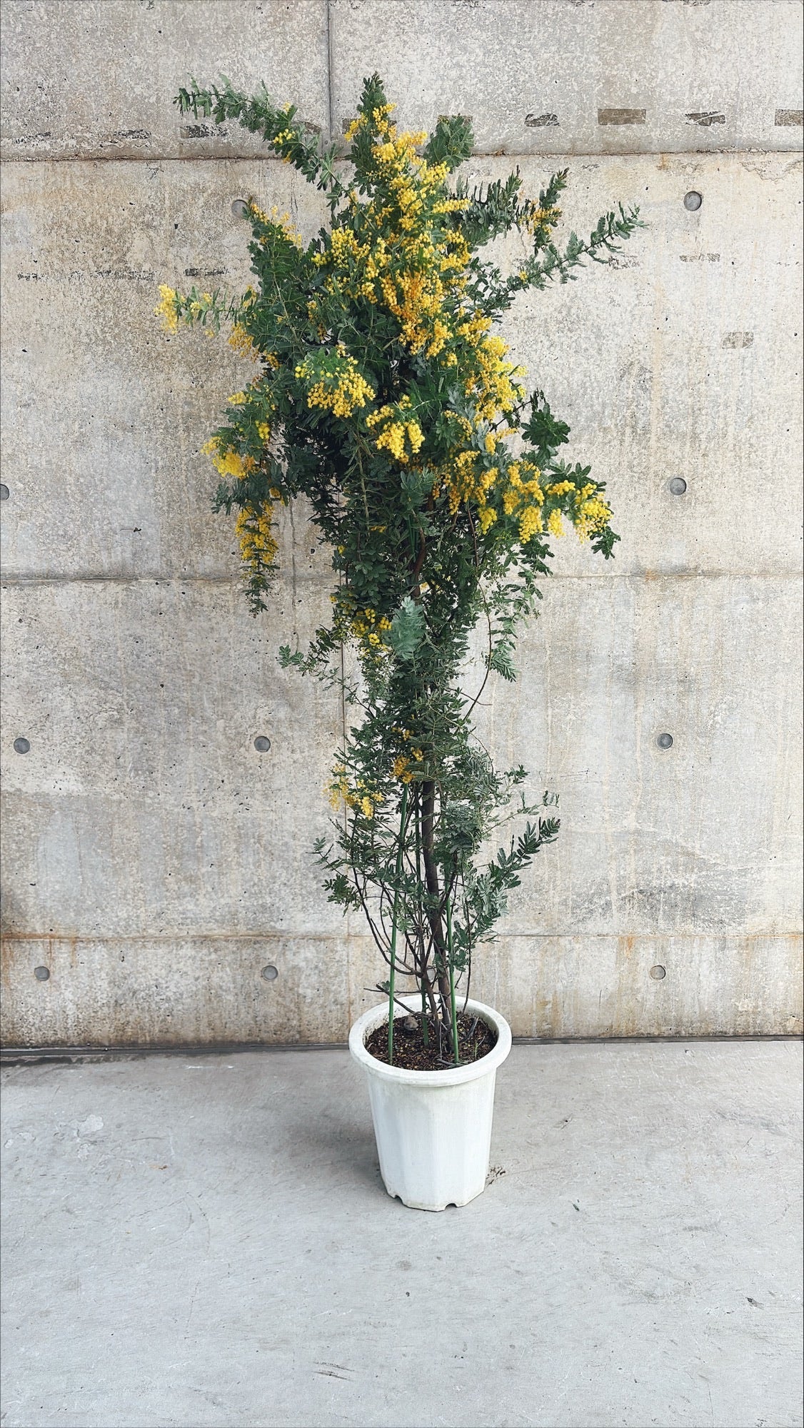 【東京都23区内の方のみ購入可】【送料無料】 ミモザ・アカシア 10号鉢