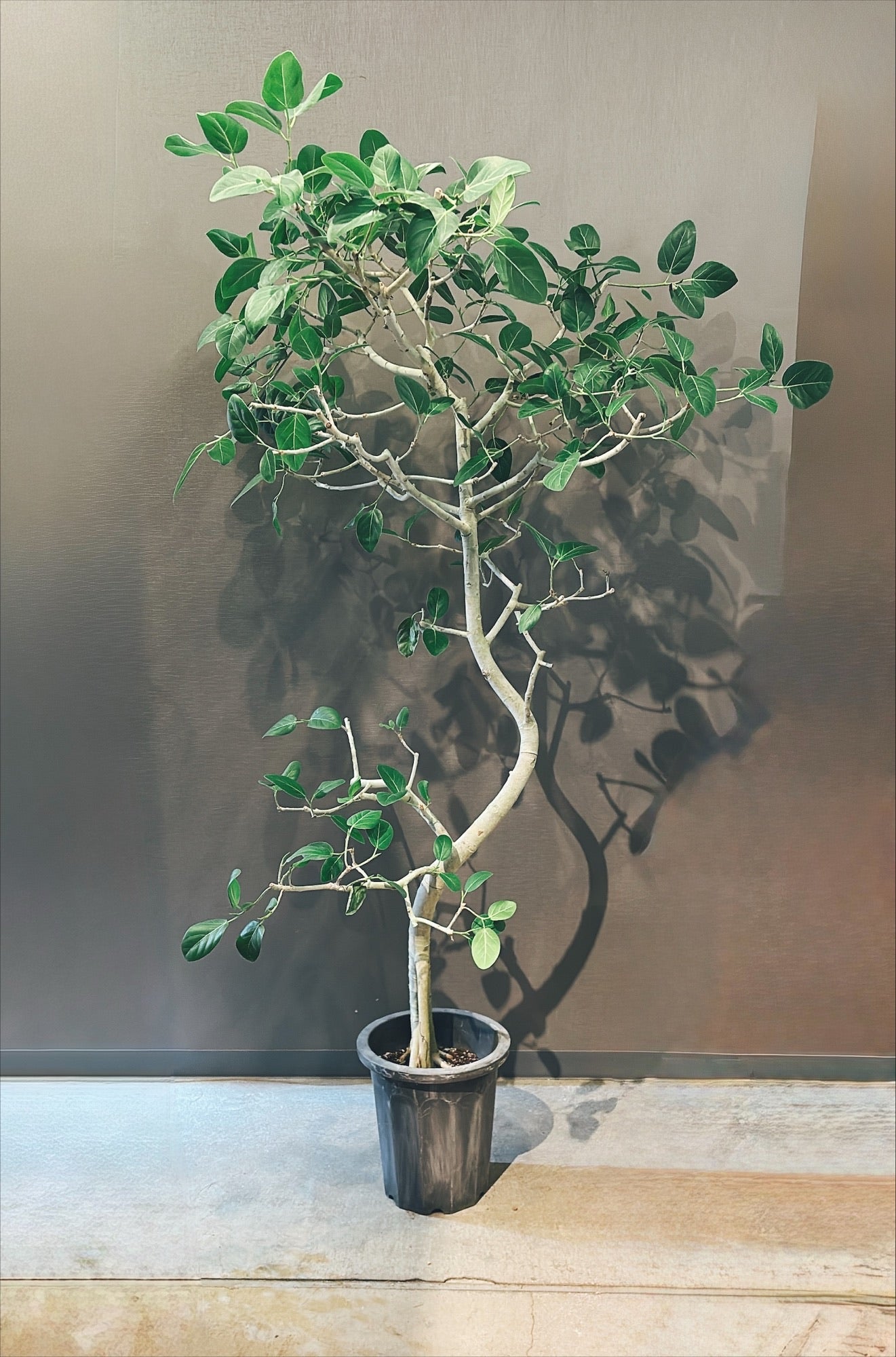 【東京都23区内の方のみ購入可】【送料無料】 フィカス ベンガレンシス 10号