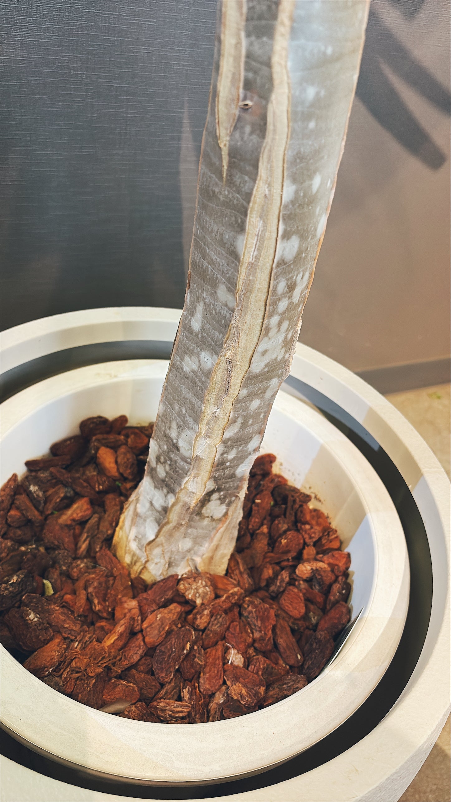 【東京都23区内の方のみ購入可】【送料無料】 アロエ・ディコトマ 10号