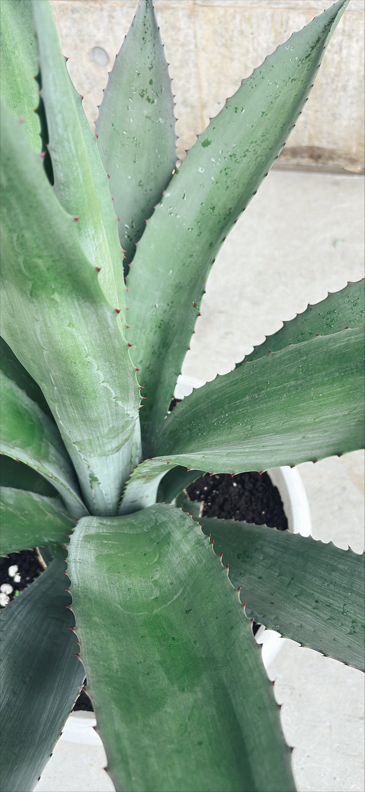 【東京都23区内の方のみ購入可】【送料無料】 アガベ アメリカナ オアクサセンシス 12号鉢 A