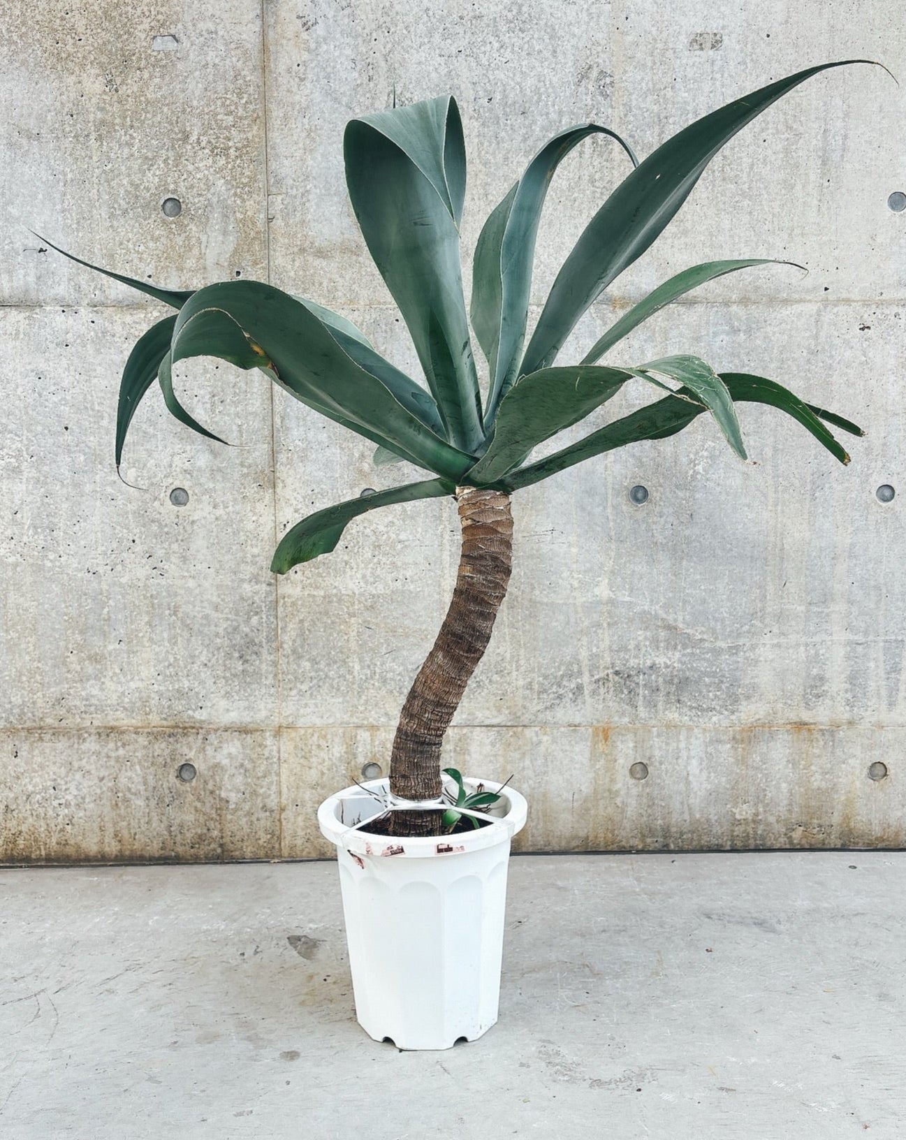 【東京都23区内の方のみ購入可】【送料無料】 アガベ アテナータ 11号