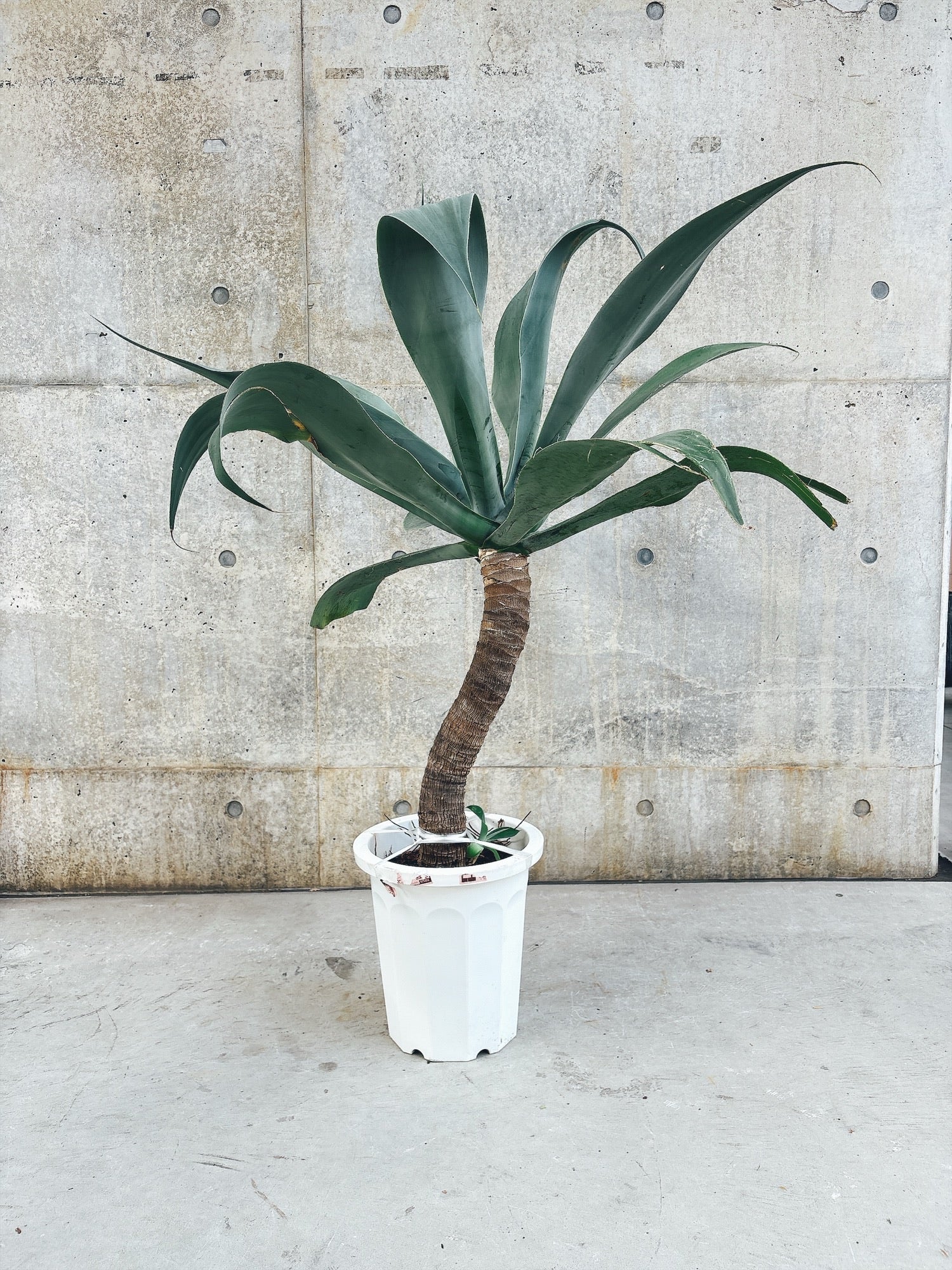 【東京都23区内の方のみ購入可】【送料無料】 アガベ アテナータ 11号