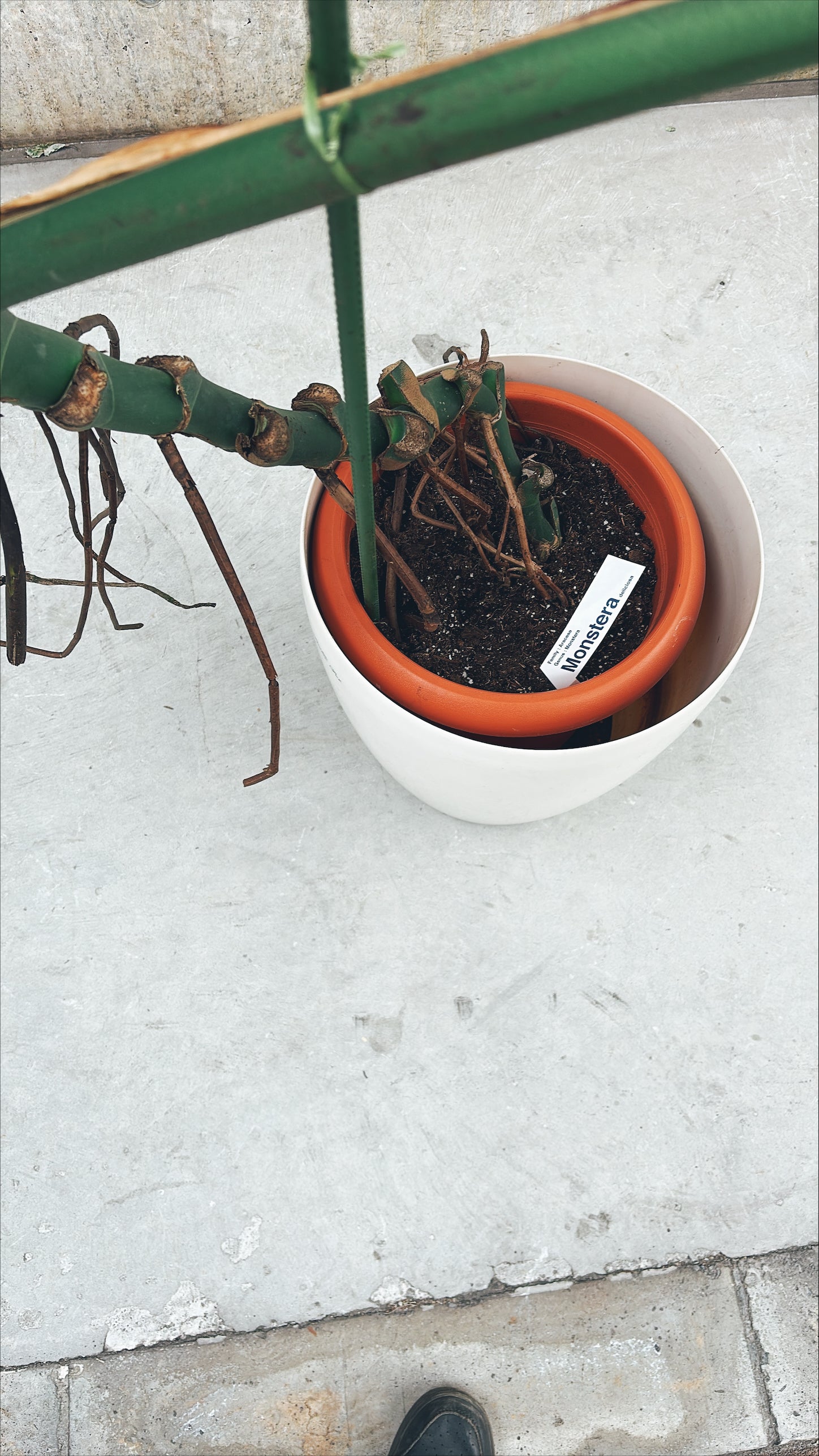 【東京都23区内の方のみ購入可】【送料無料】モンステラ デリシオーサ 10号